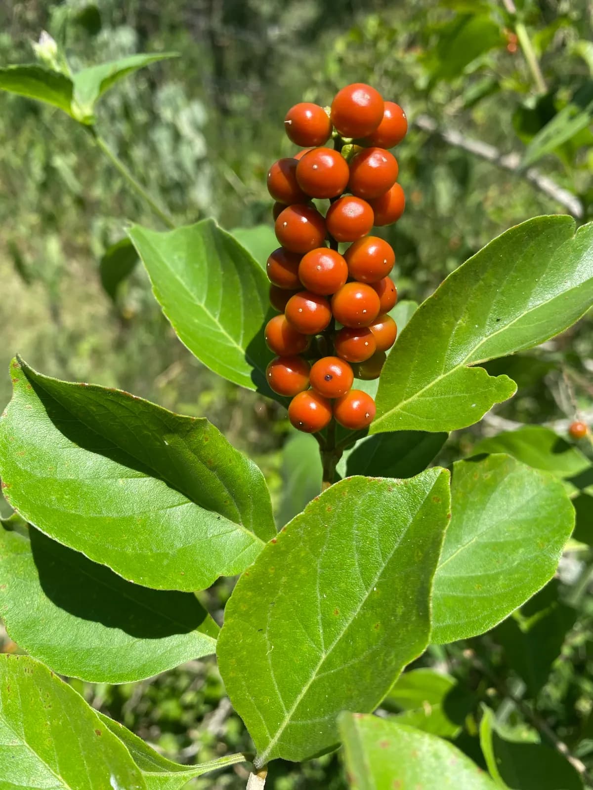 Tamaulipan Fiddlewood (Citharexylum berlandieri)