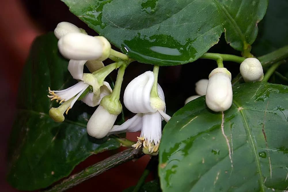 Lemon Tree (Citrus limon)