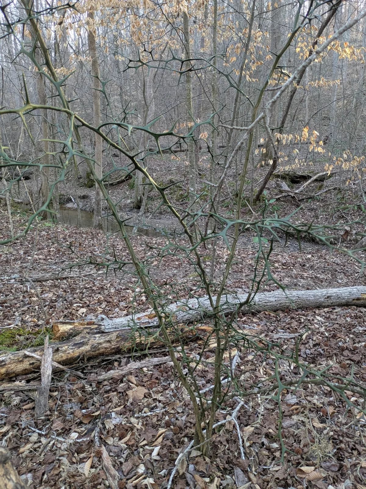 Hardy Orange (Citrus trifoliata)
