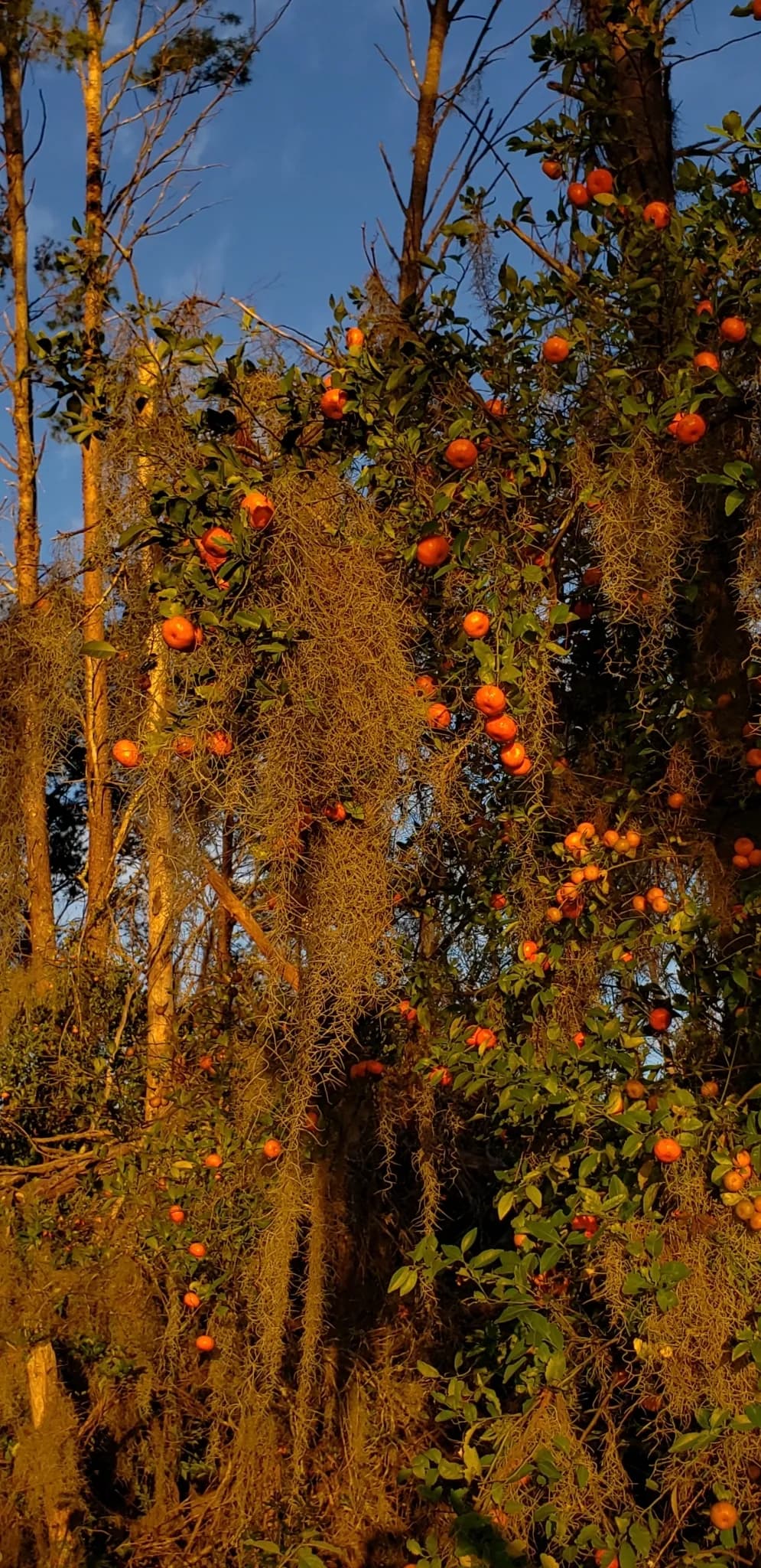Satsuma mandarin (Citrus unshiu)