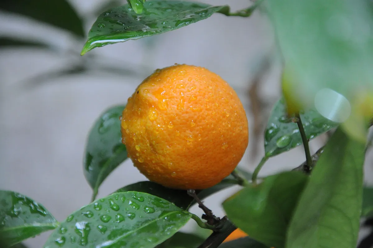Meyer lemon (Citrus x meyeri)