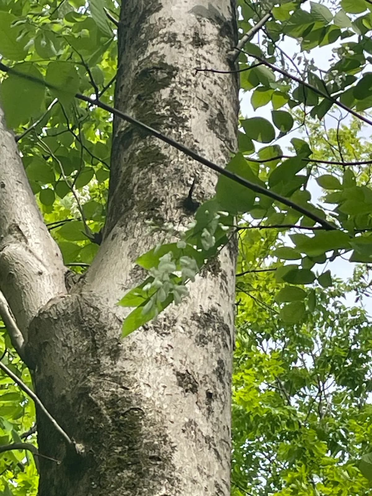 Kentucky yellowwood (Cladrastis kentukea)