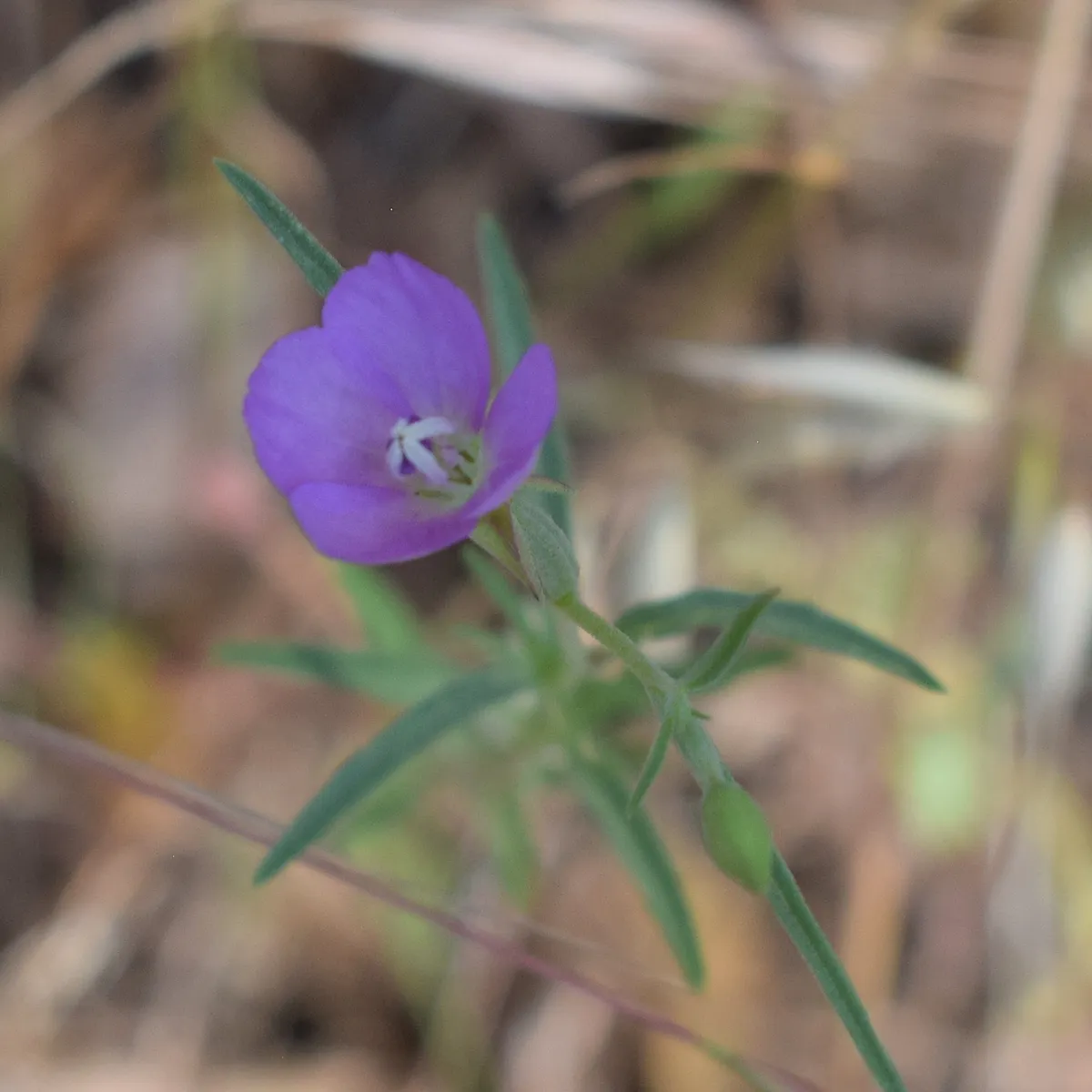 Clarkia affinis