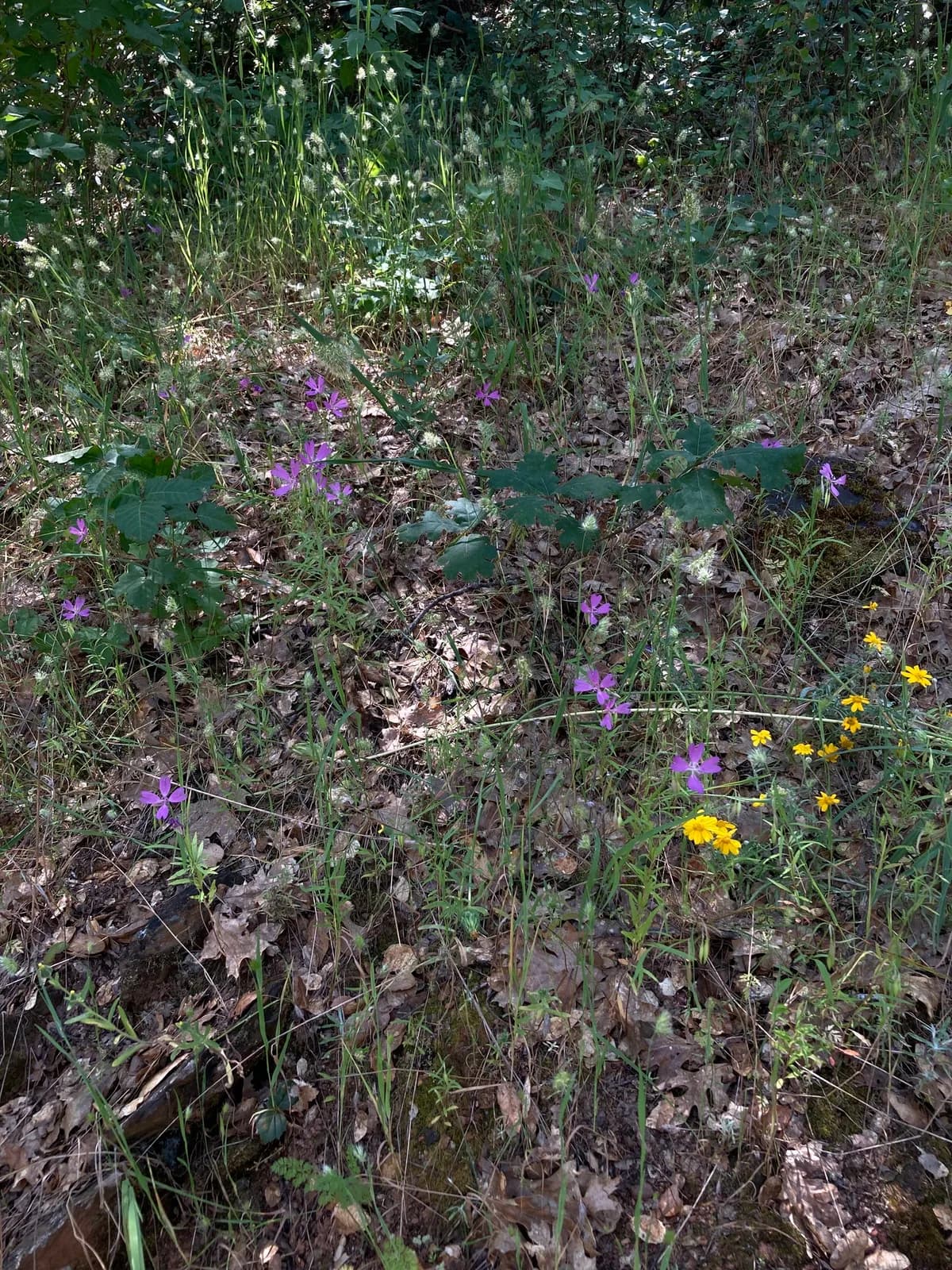 Twolobe Clarkia (Clarkia biloba)