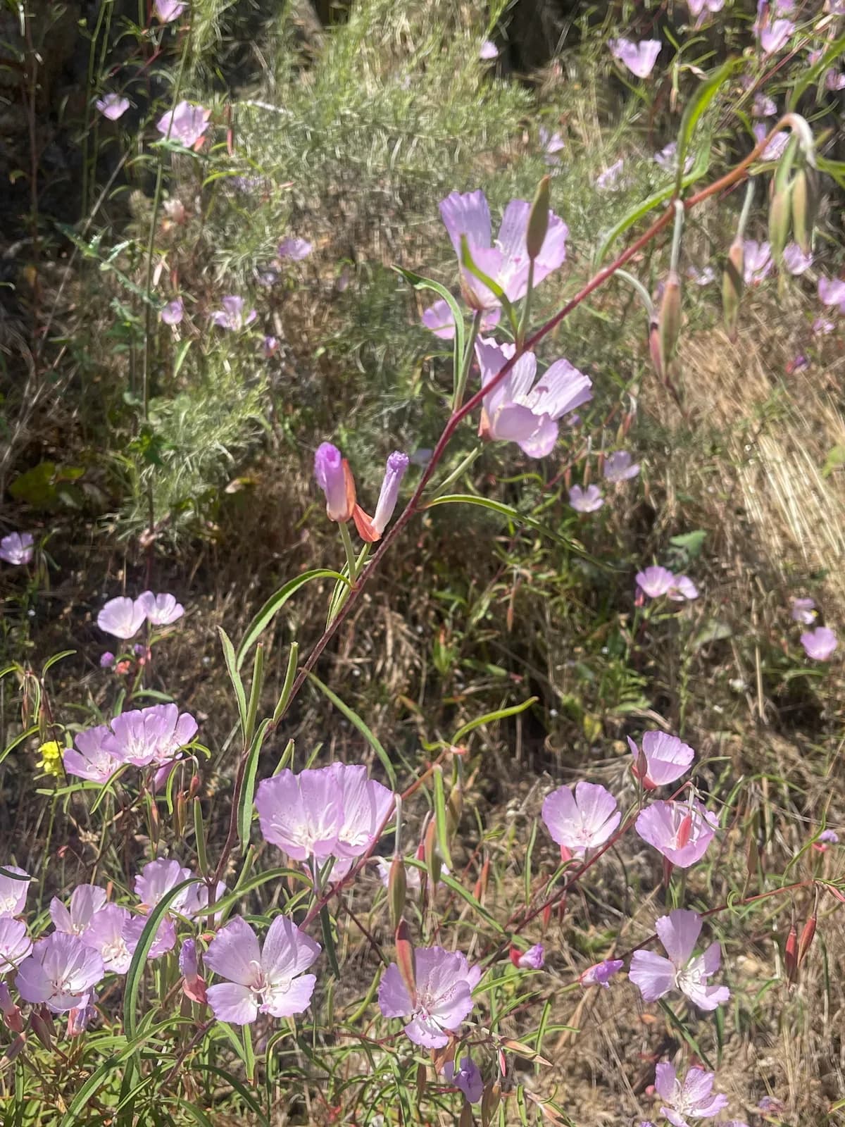 Punchbowl godetia (Clarkia bottae)