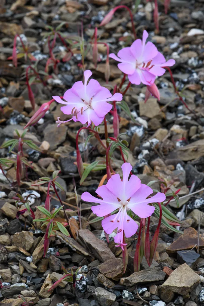 Brewer's clarkia (Clarkia breweri)