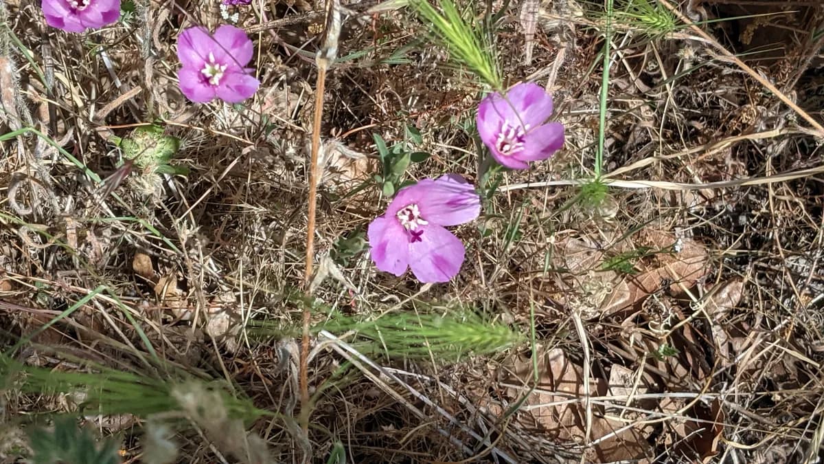 Winecup clarkia (Clarkia purpurea)