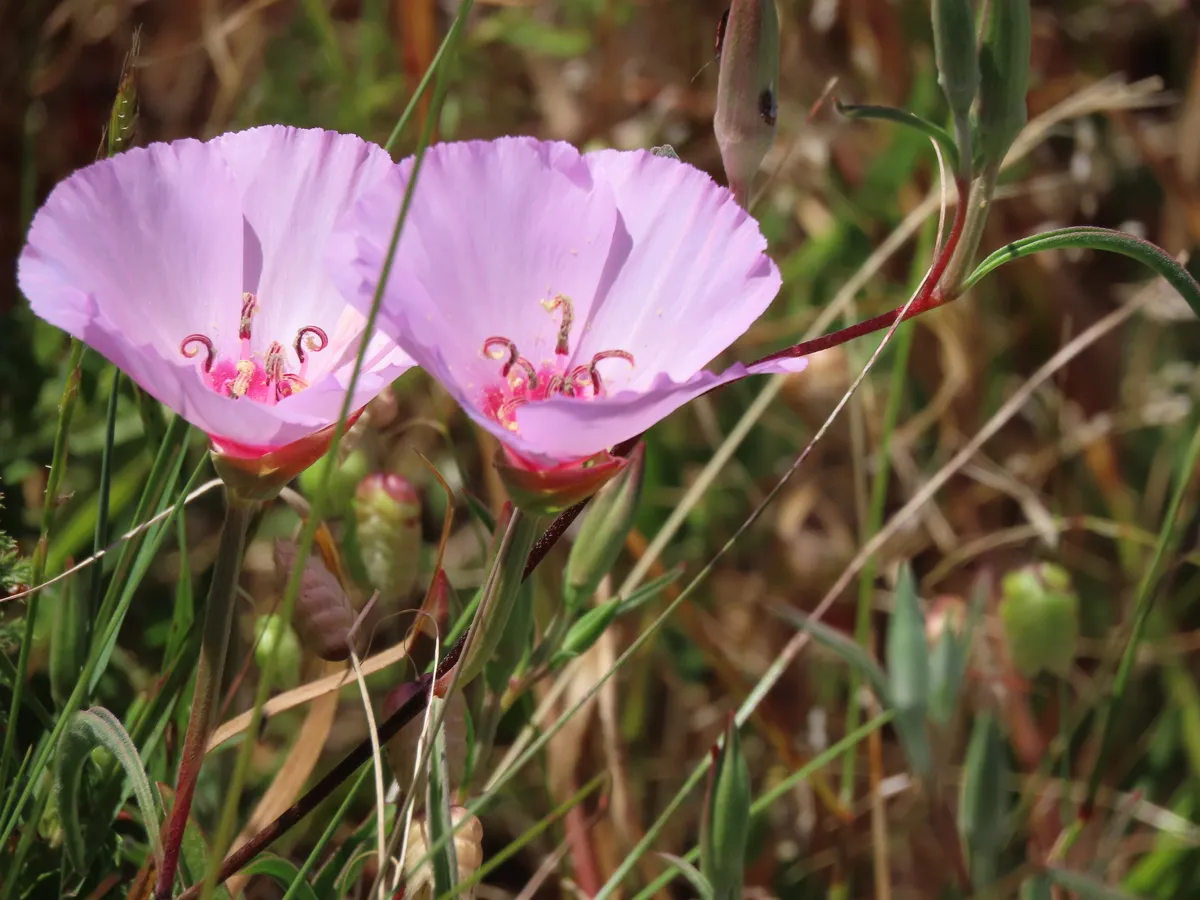 Ruby chalice clarkia (Clarkia rubicunda)
