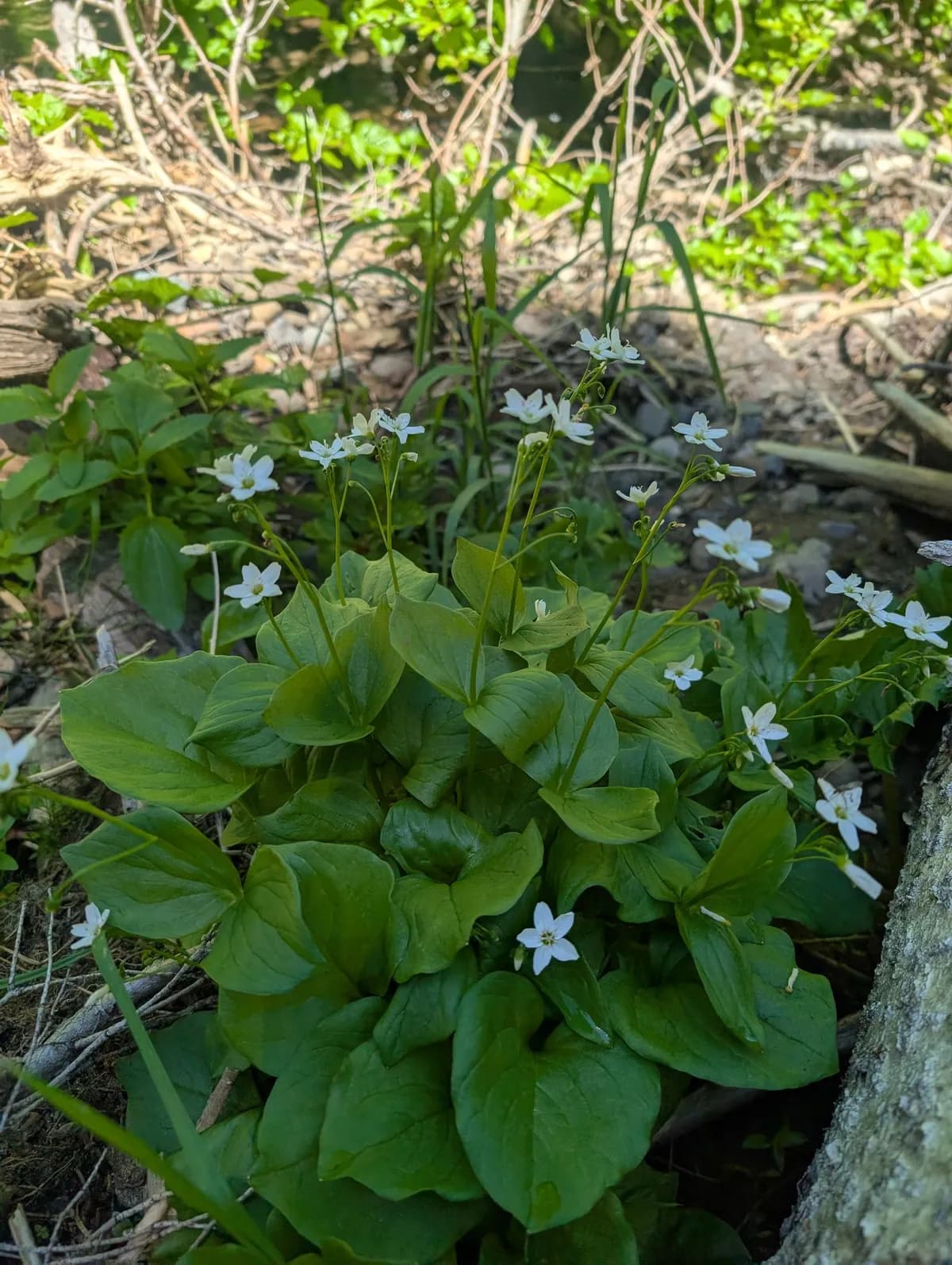 Heart-Leaved Springbeauty (Claytonia cordifolia)