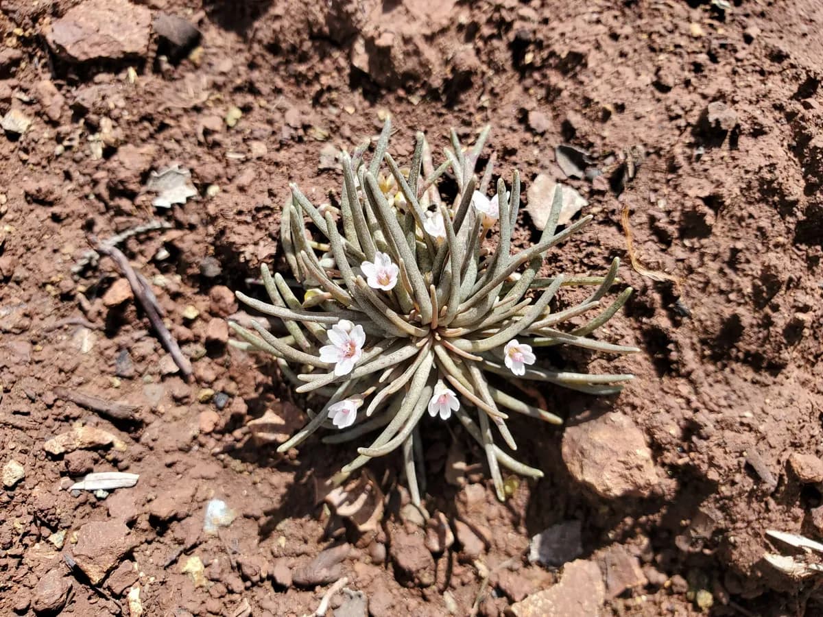 Claytonia exigua