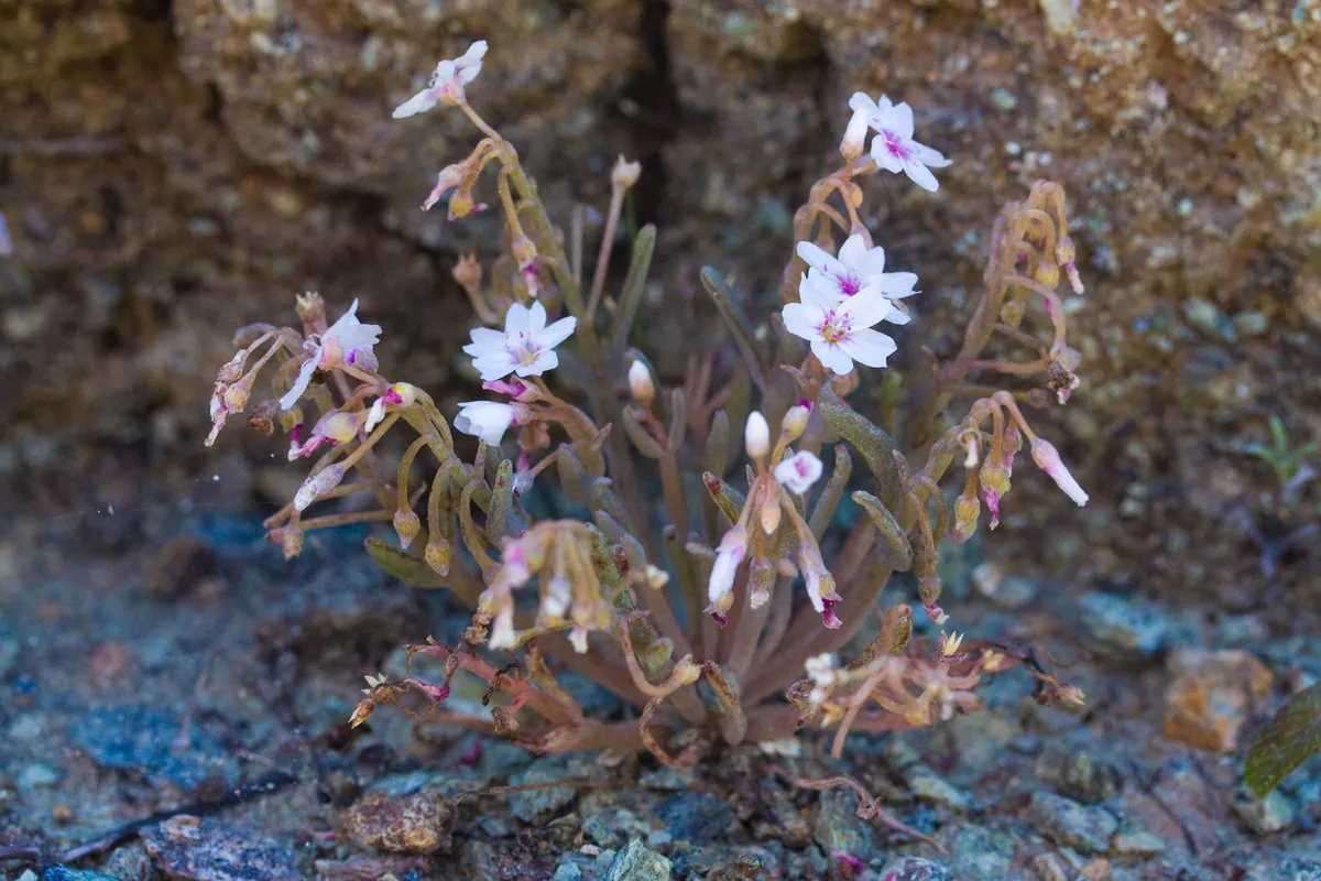 Claytonia gypsophiloides