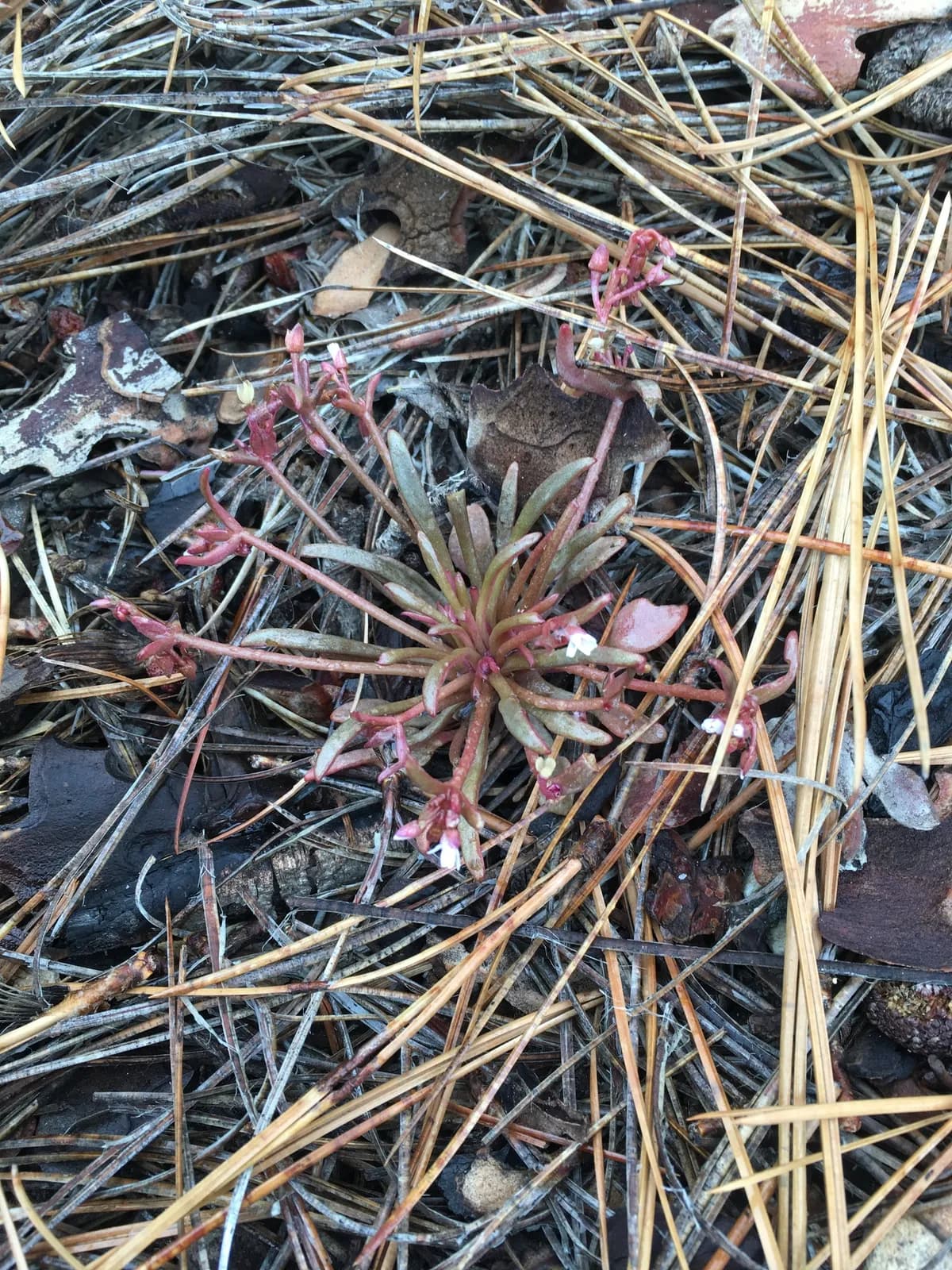 Streambank Springbeauty (Claytonia parviflora)
