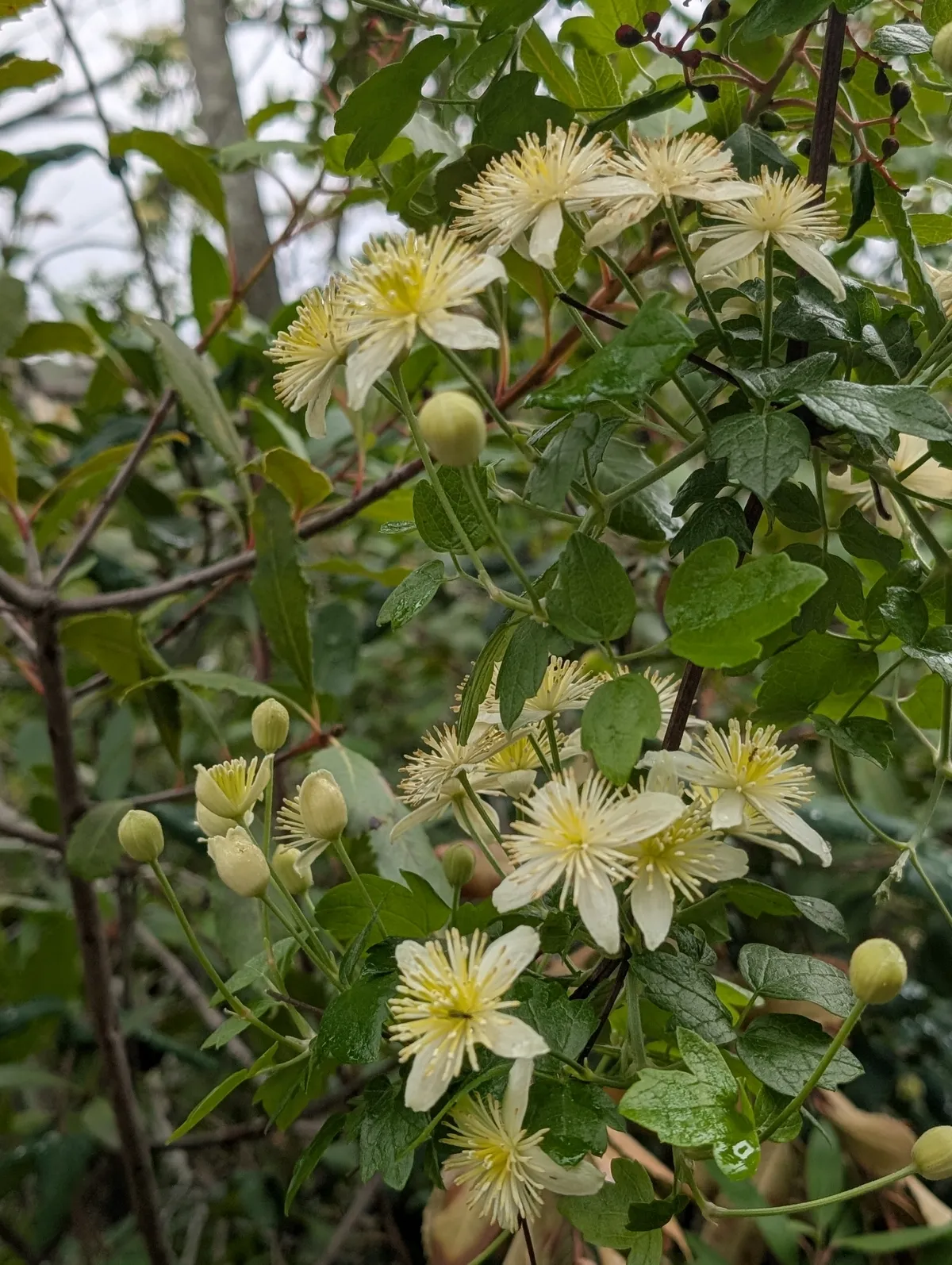 Pipestem (Clematis lasiantha)