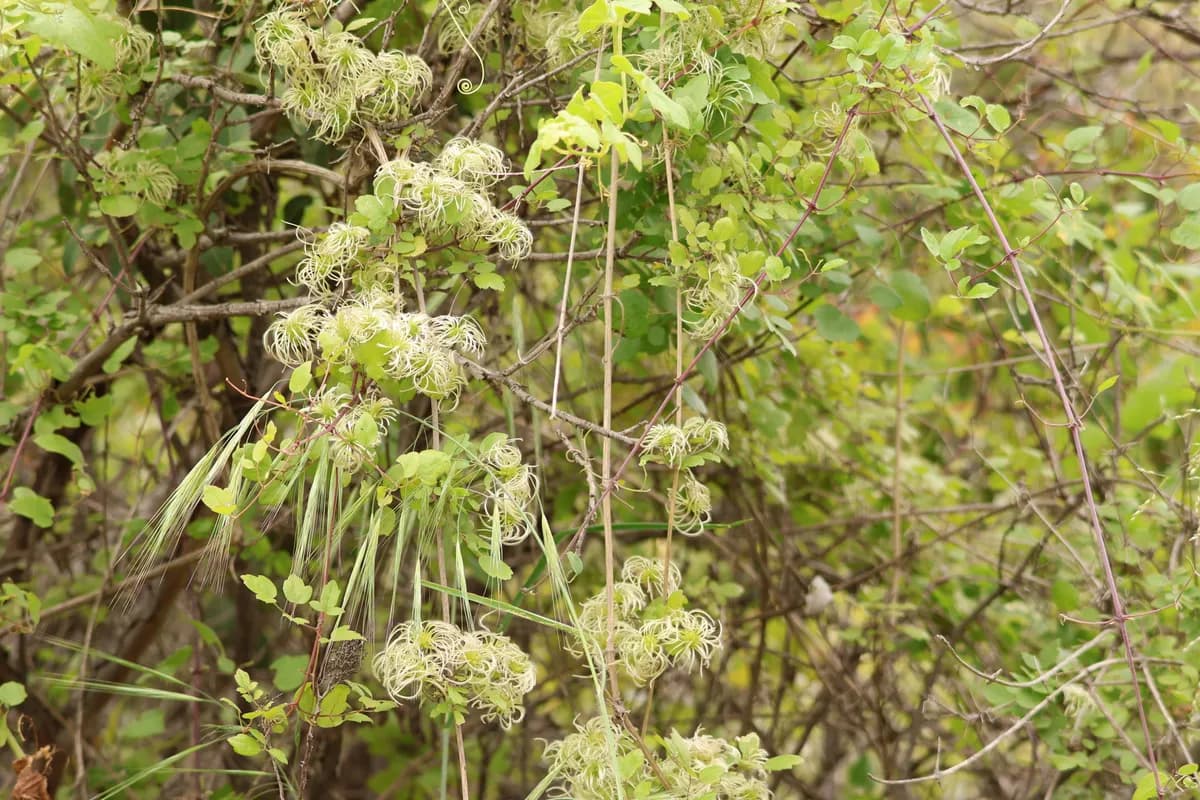 Ropevine clematis (Clematis pauciflora)