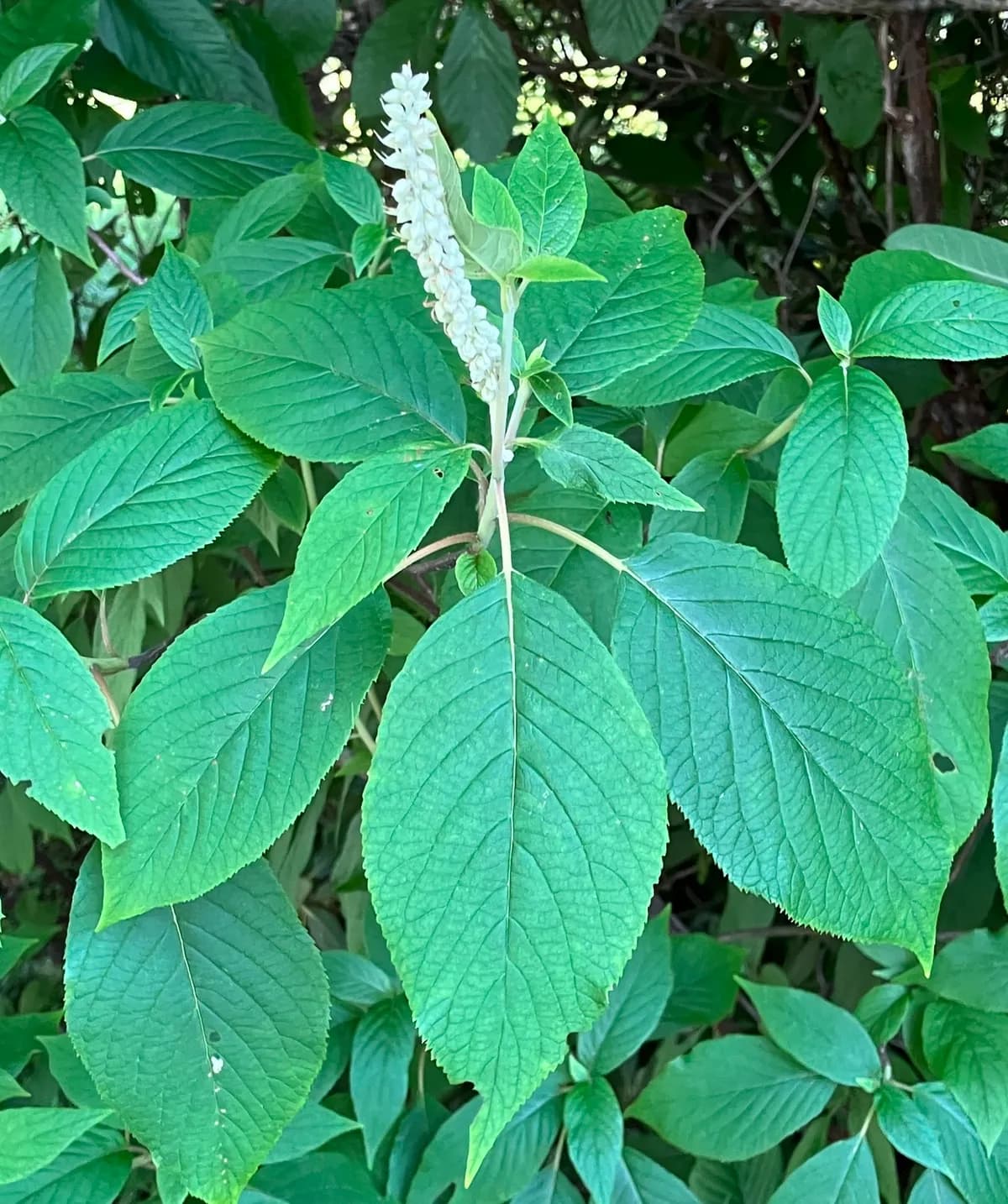 Mountain Sweet Pepperbush (Clethra acuminata)