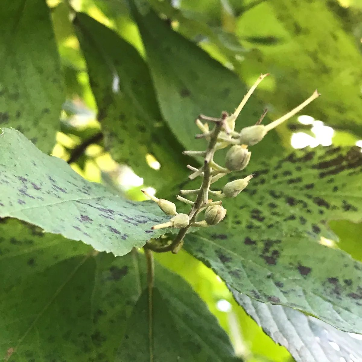 Summersweet (Clethra alnifolia)