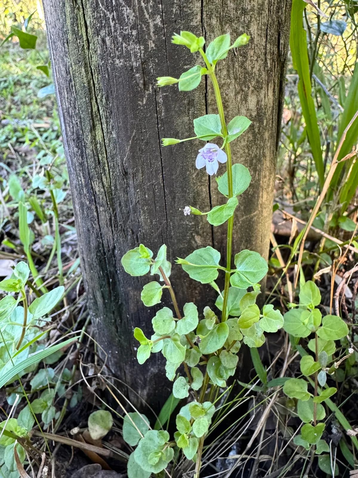 Browne's savory (Clinopodium brownei)