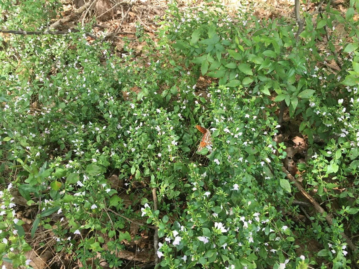 Georgia basil (Clinopodium carolinianum)