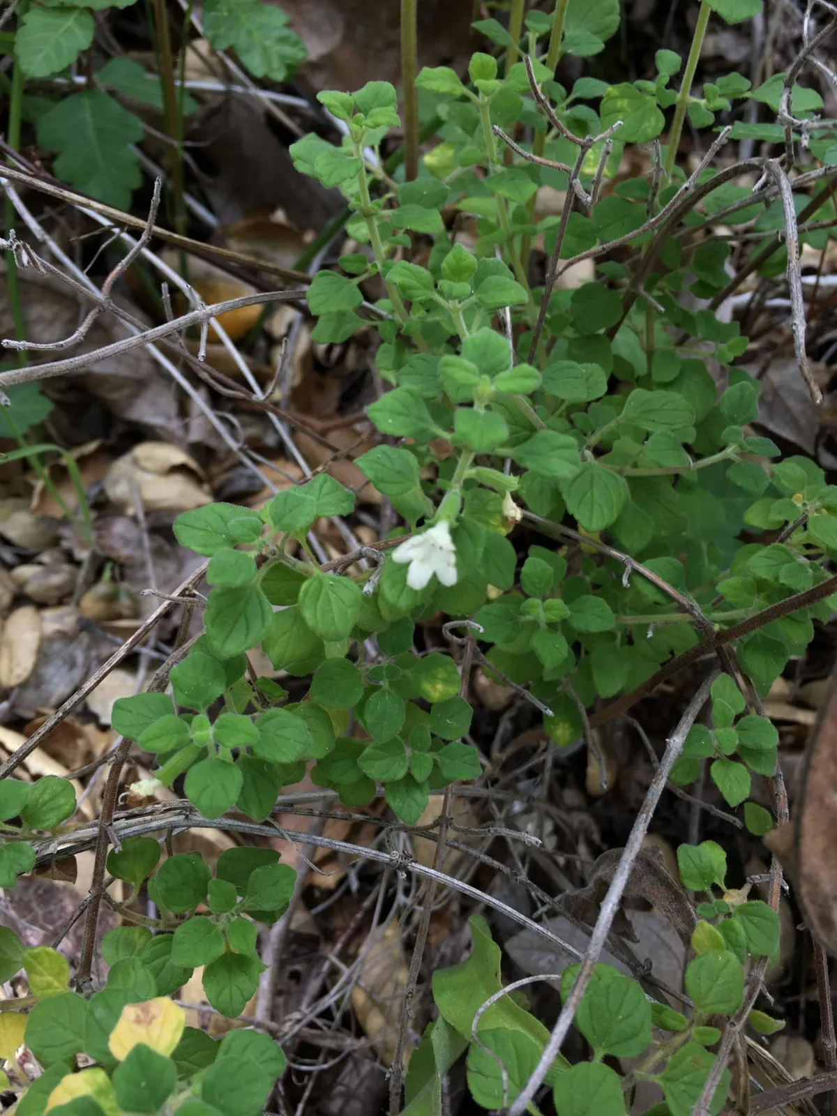 San Diego yerba buena (Clinopodium chandleri)