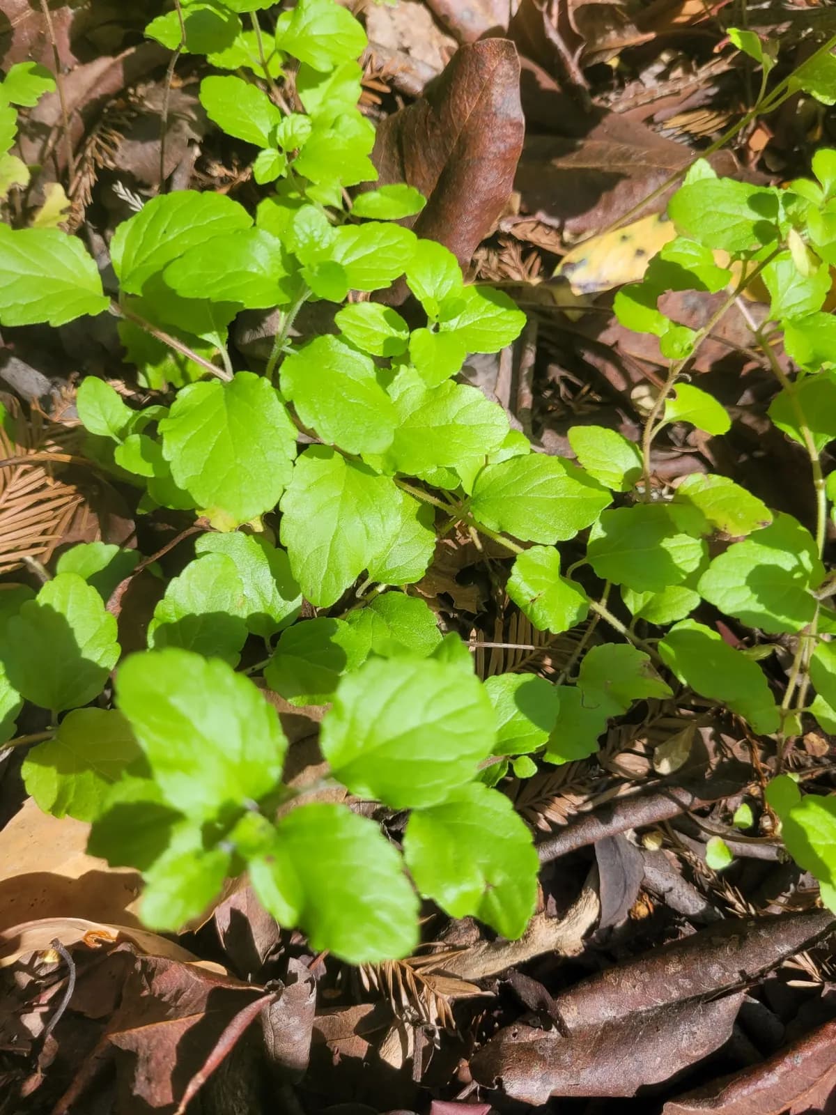 Yerba buena (Clinopodium douglasii)