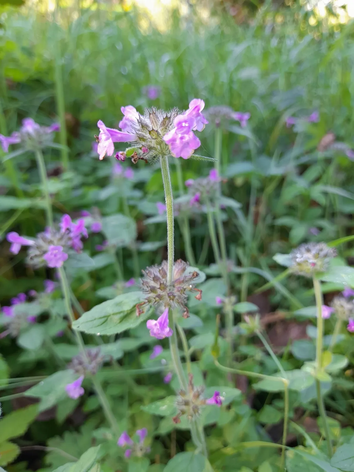 Cushion Calamint (Clinopodium vulgare)