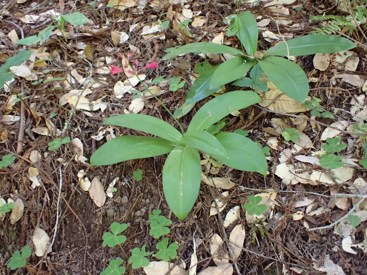 Red clintonia (Clintonia andrewsiana)