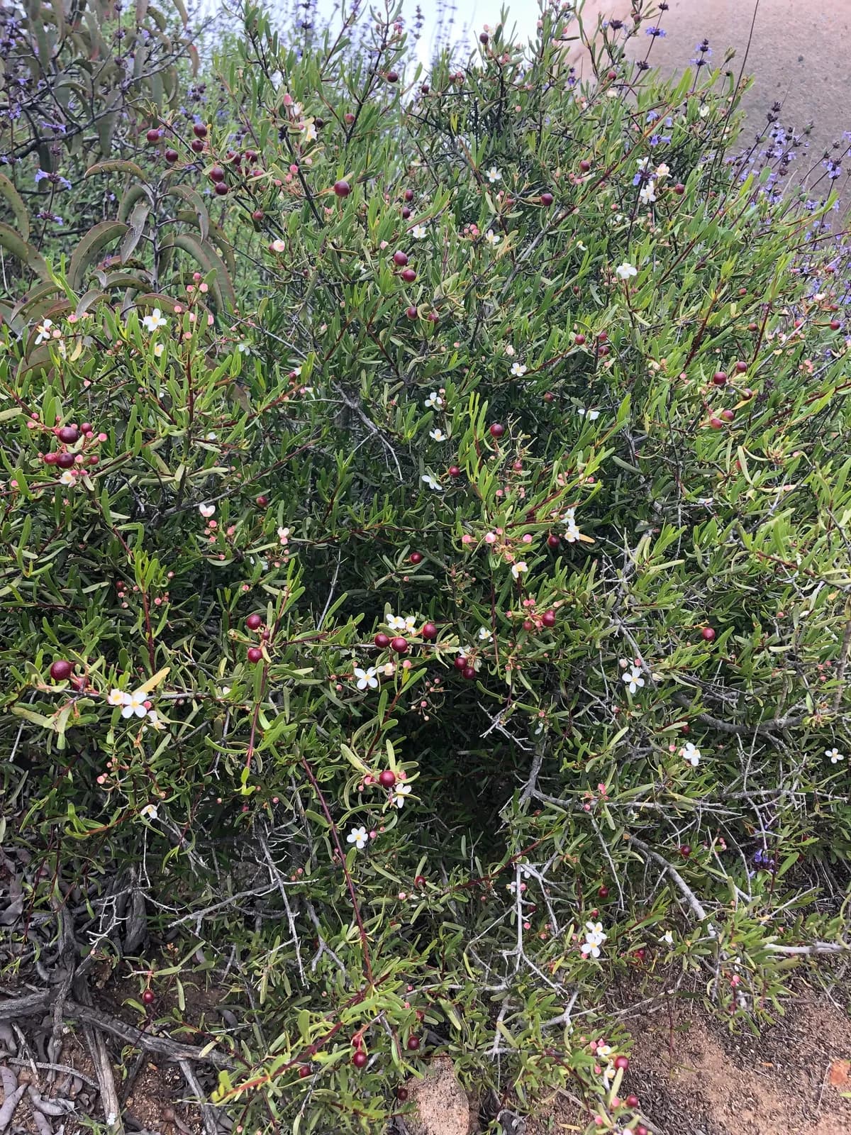 Bush rue (Cneoridium dumosum)