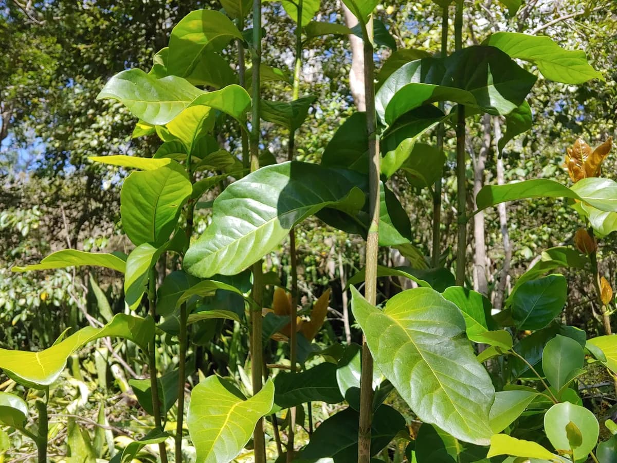 Pigeon-plum (Coccoloba diversifolia)