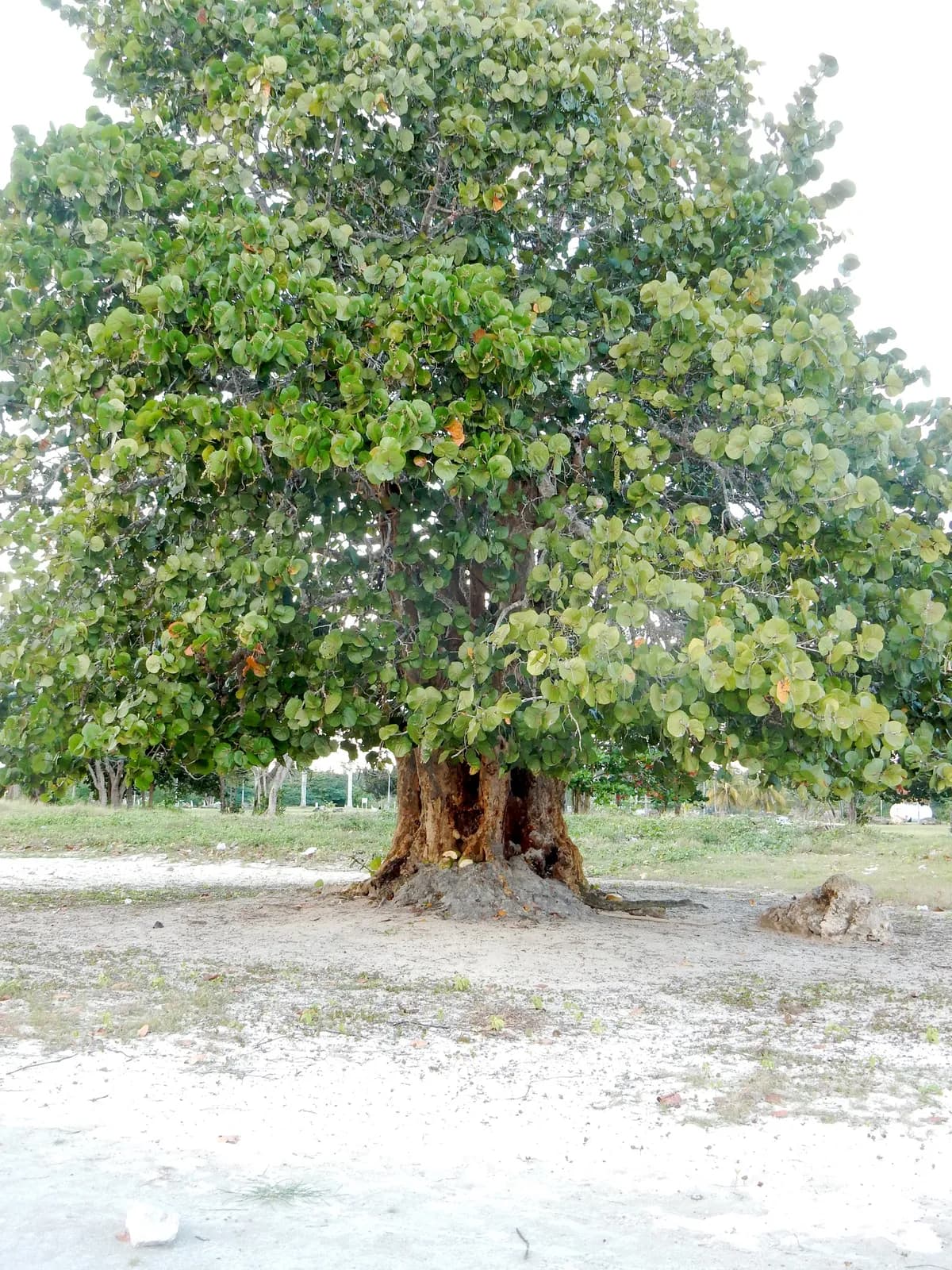 Platterleaf (Coccoloba uvifera)