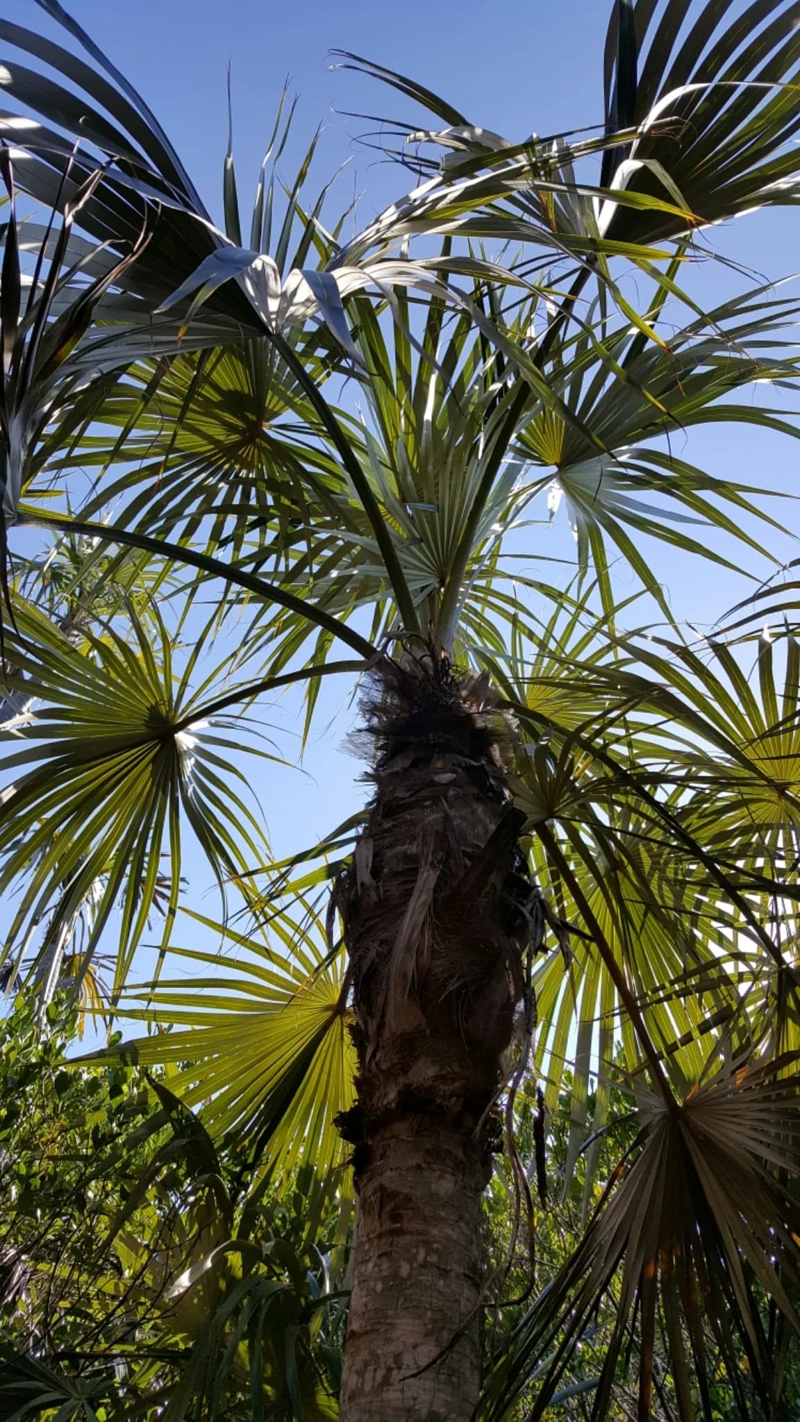 Biscayne palm (Coccothrinax argentata)