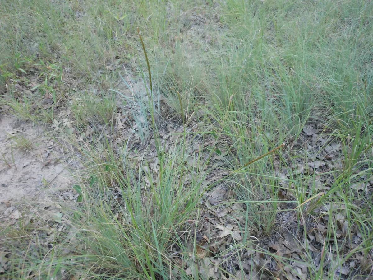 Carolina jointgrass (Coelorachis cylindrica)
