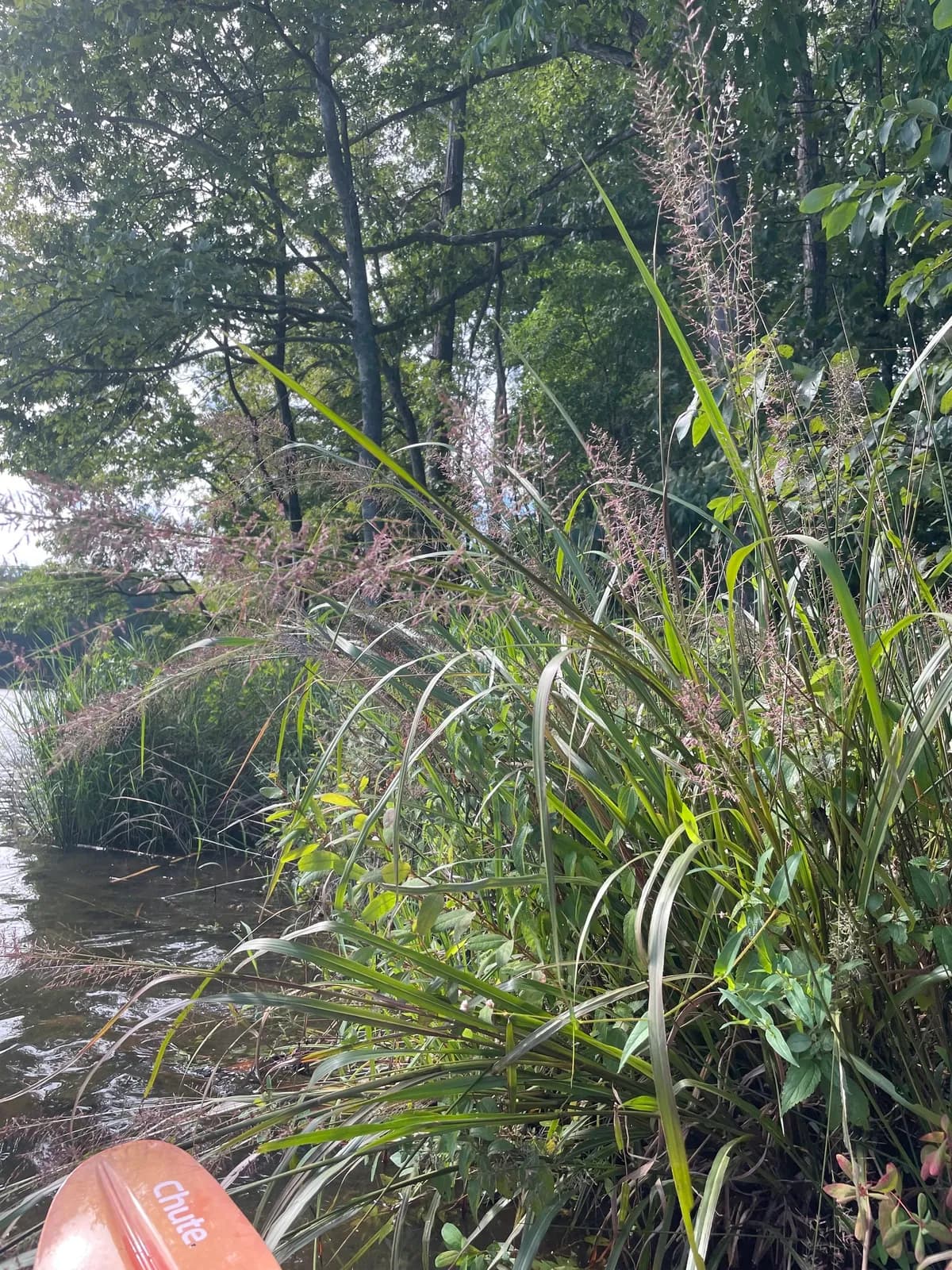 Redtop Panicgrass (Coleataenia rigidula)