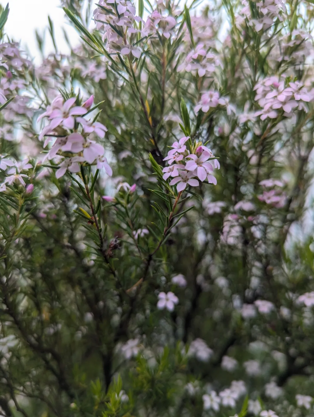 Pink Breath of Heaven (Coleonema pulchellum)