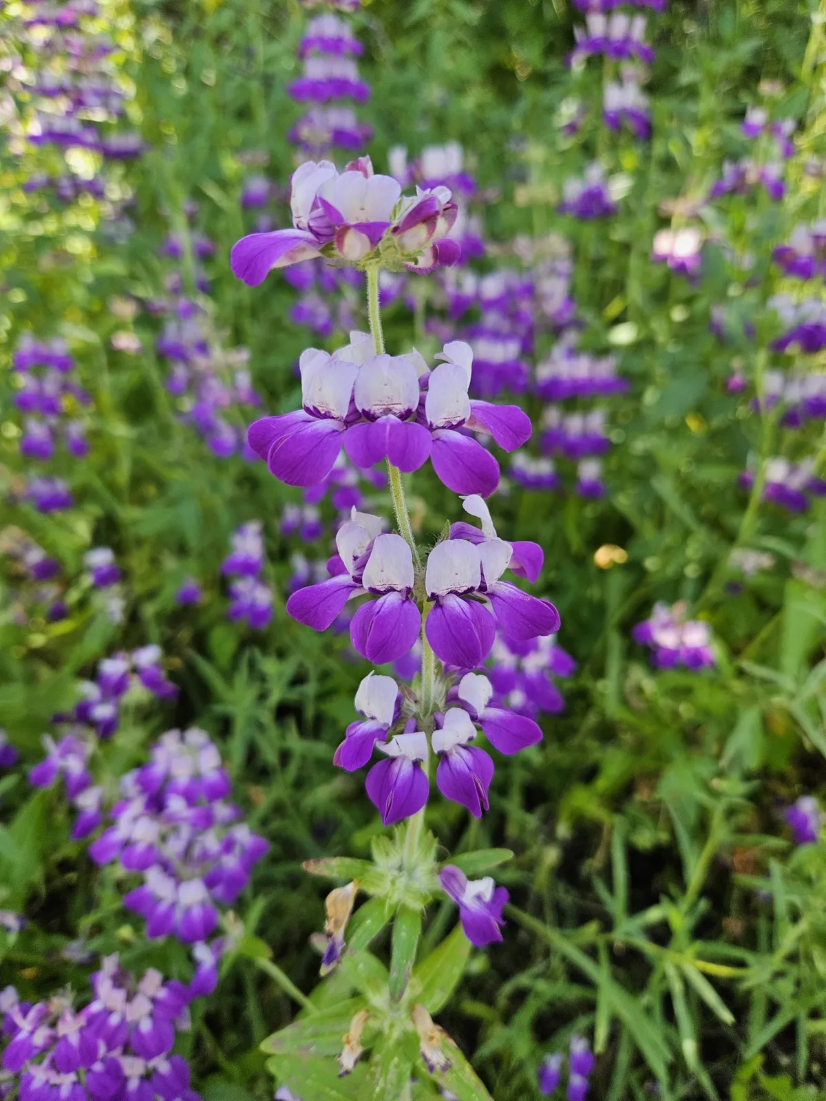 Chinese Houses (Collinsia heterophylla)