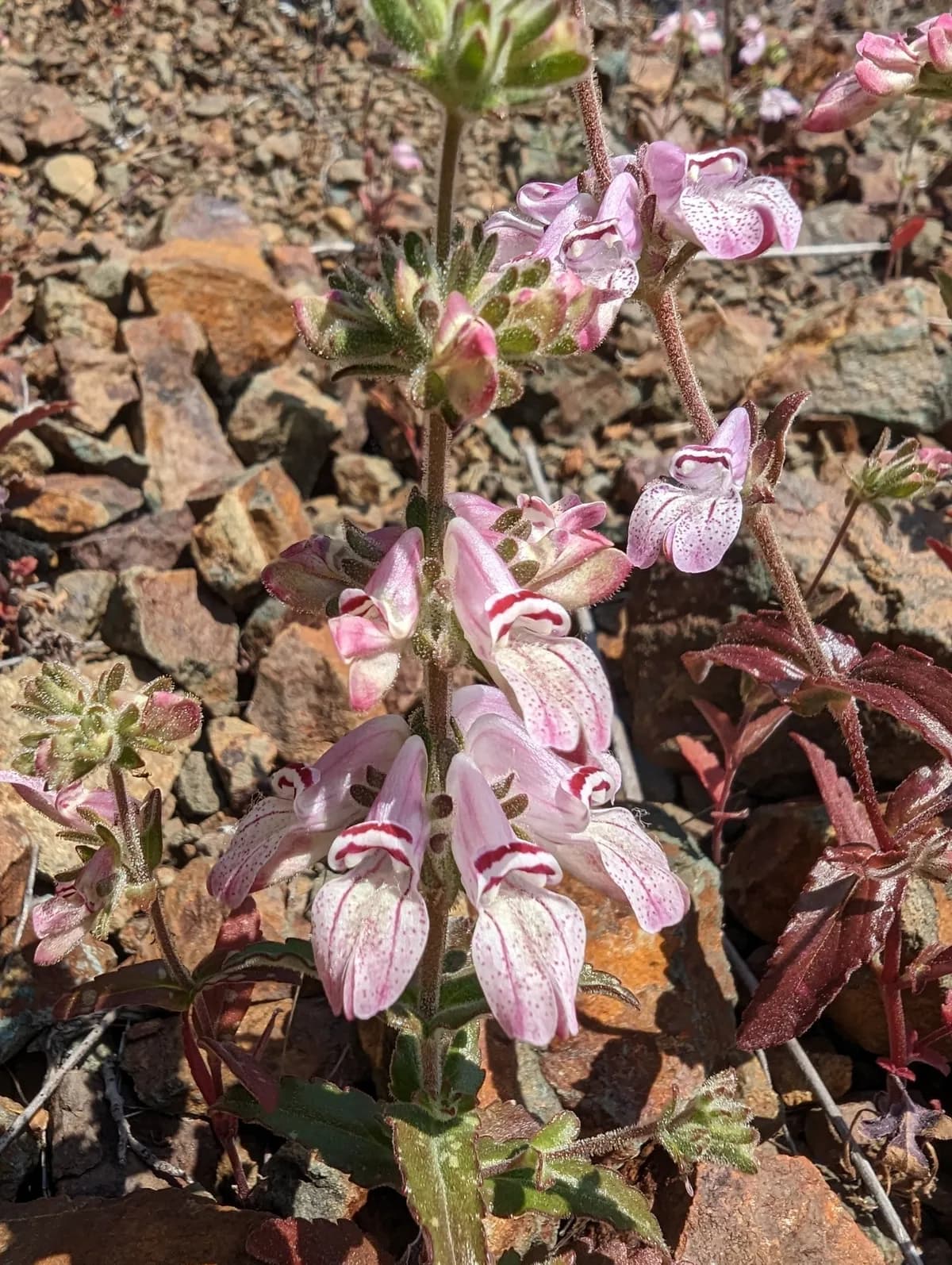Sticky chinese houses (Collinsia tinctoria)