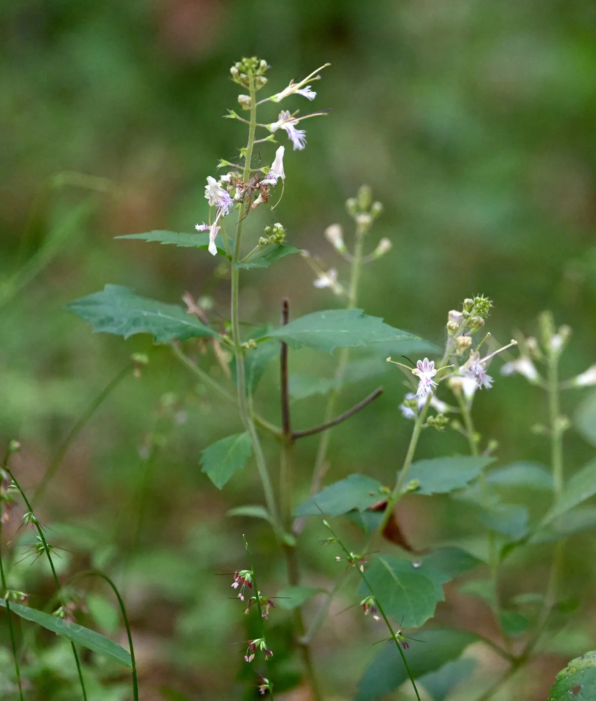 Northern Horsebalm (Collinsonia canadensis)