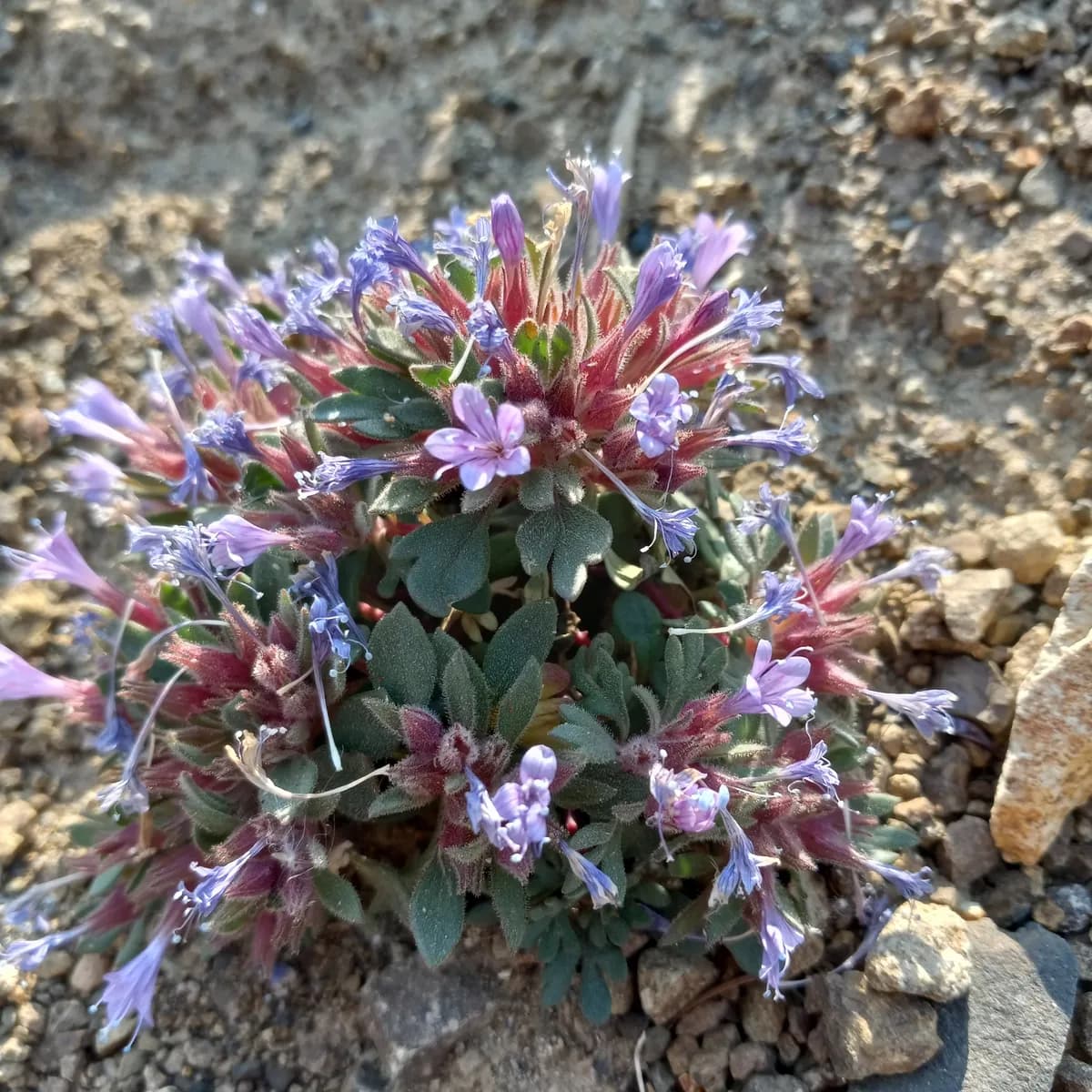 Alpine Collomia (Collomia debilis)
