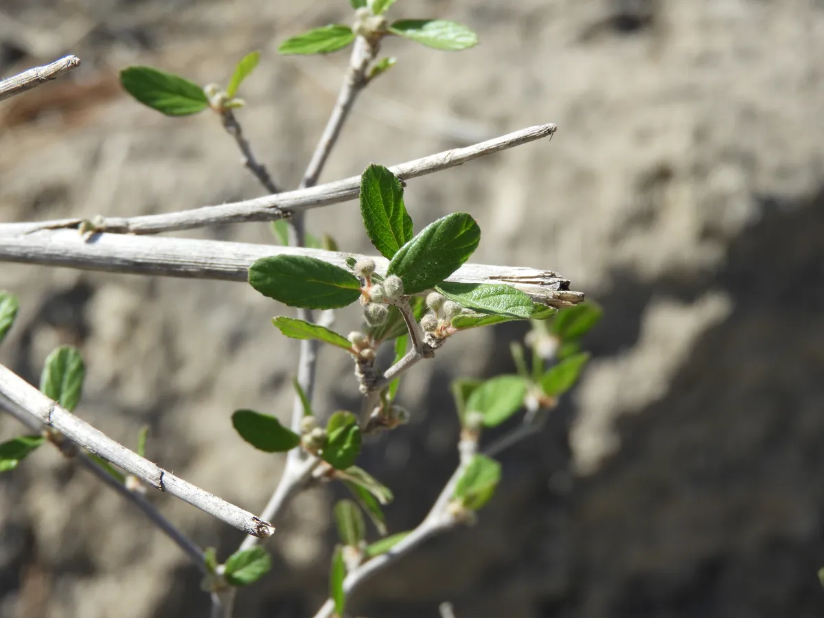 Texas Hog Plum (Colubrina texensis)