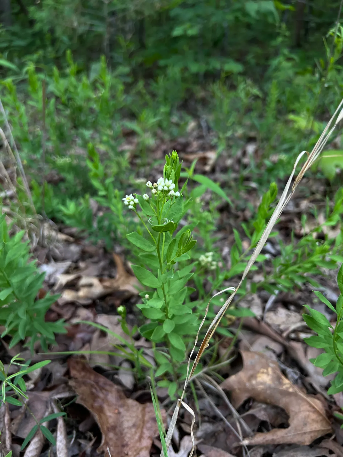 Bastard Toadflax (Comandra umbellata)