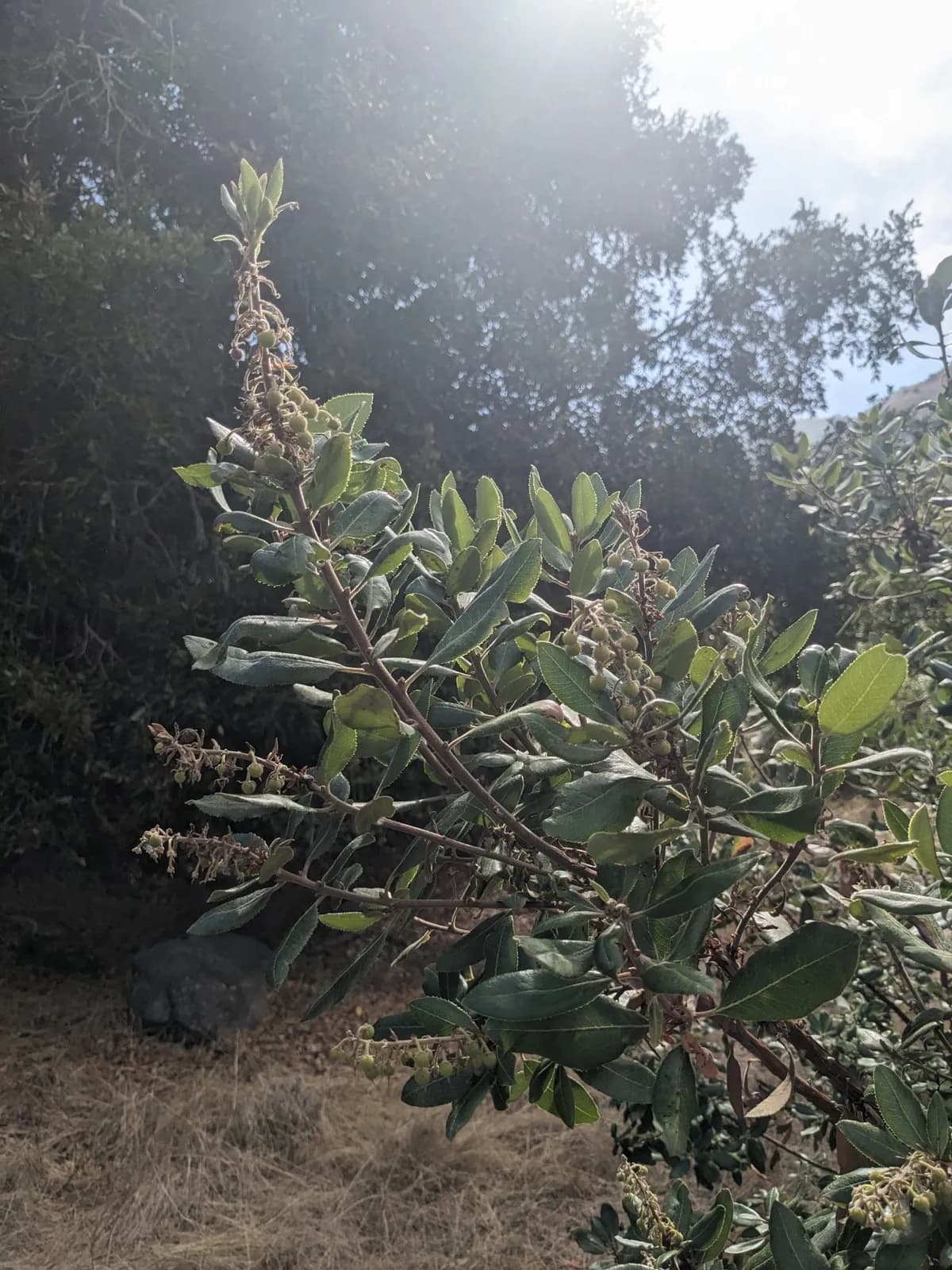 Summer-holly (Comarostaphylis diversifolia)
