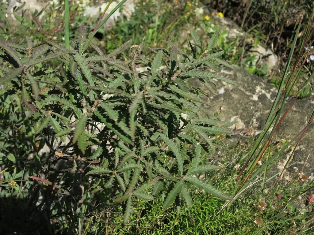 Sweet Fern (Comptonia peregrina)