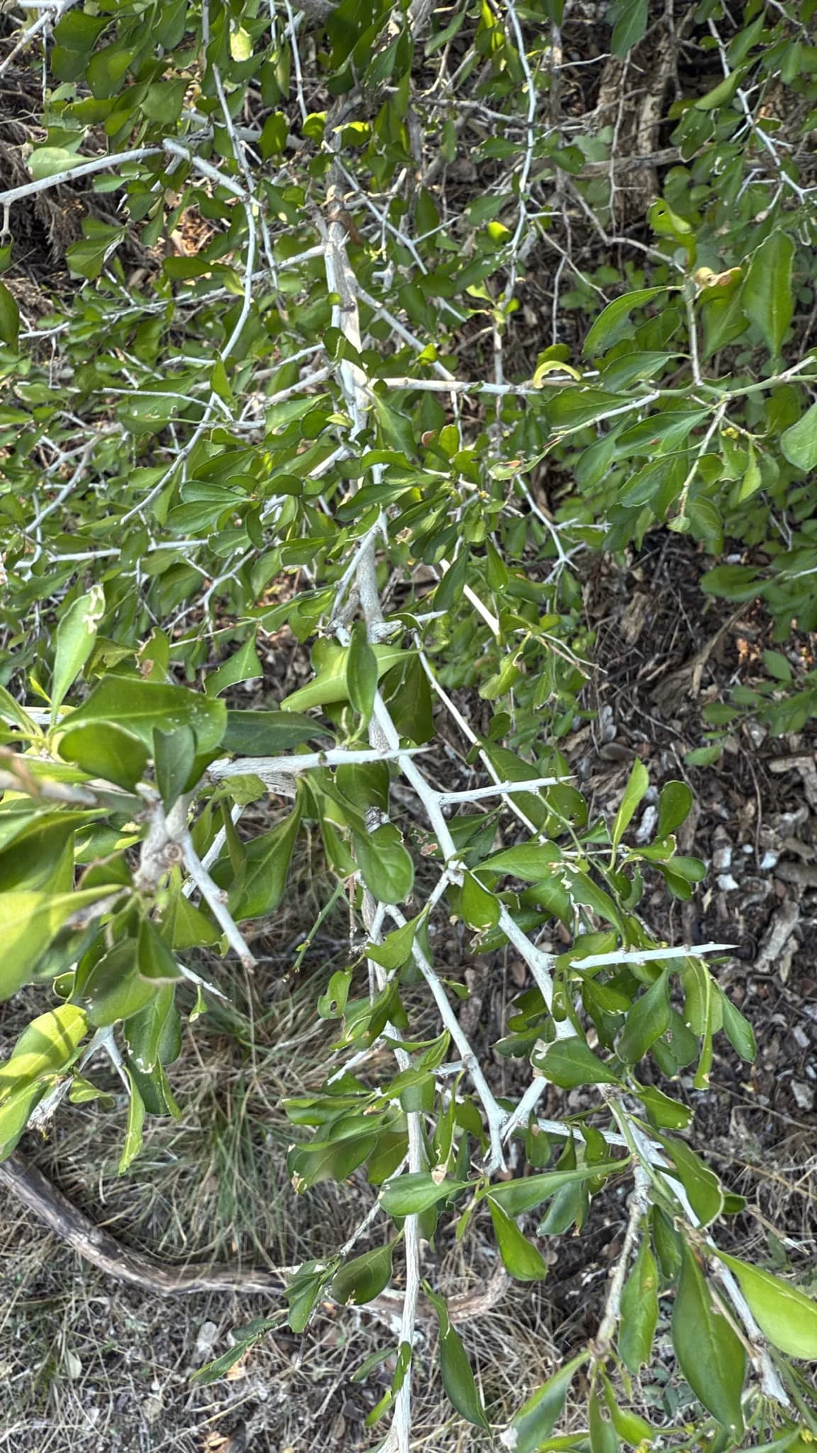 Bluewood Condalia (Condalia hookeri)