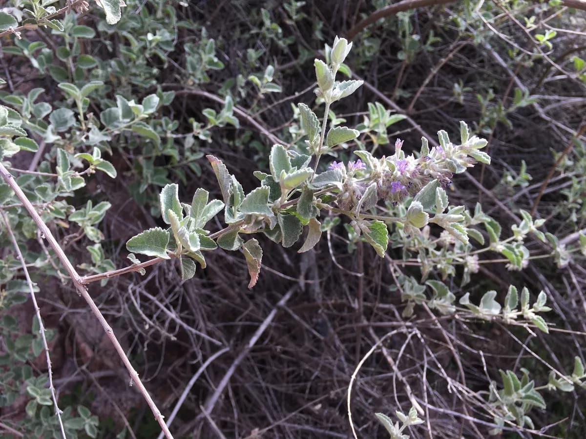 Desert lavender (Condea emoryi)