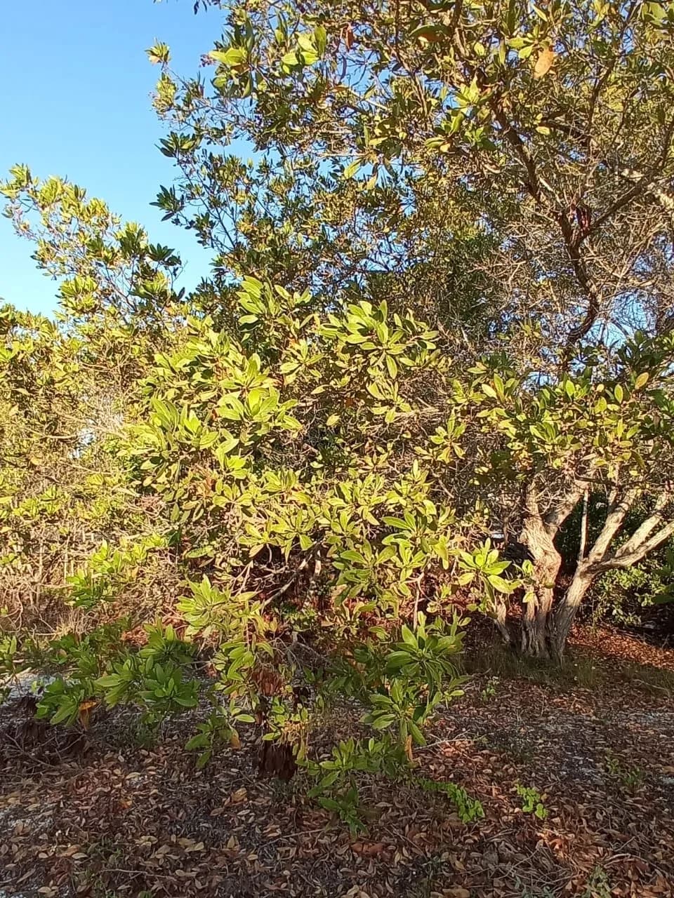 Button Mangrove (Conocarpus erectus)