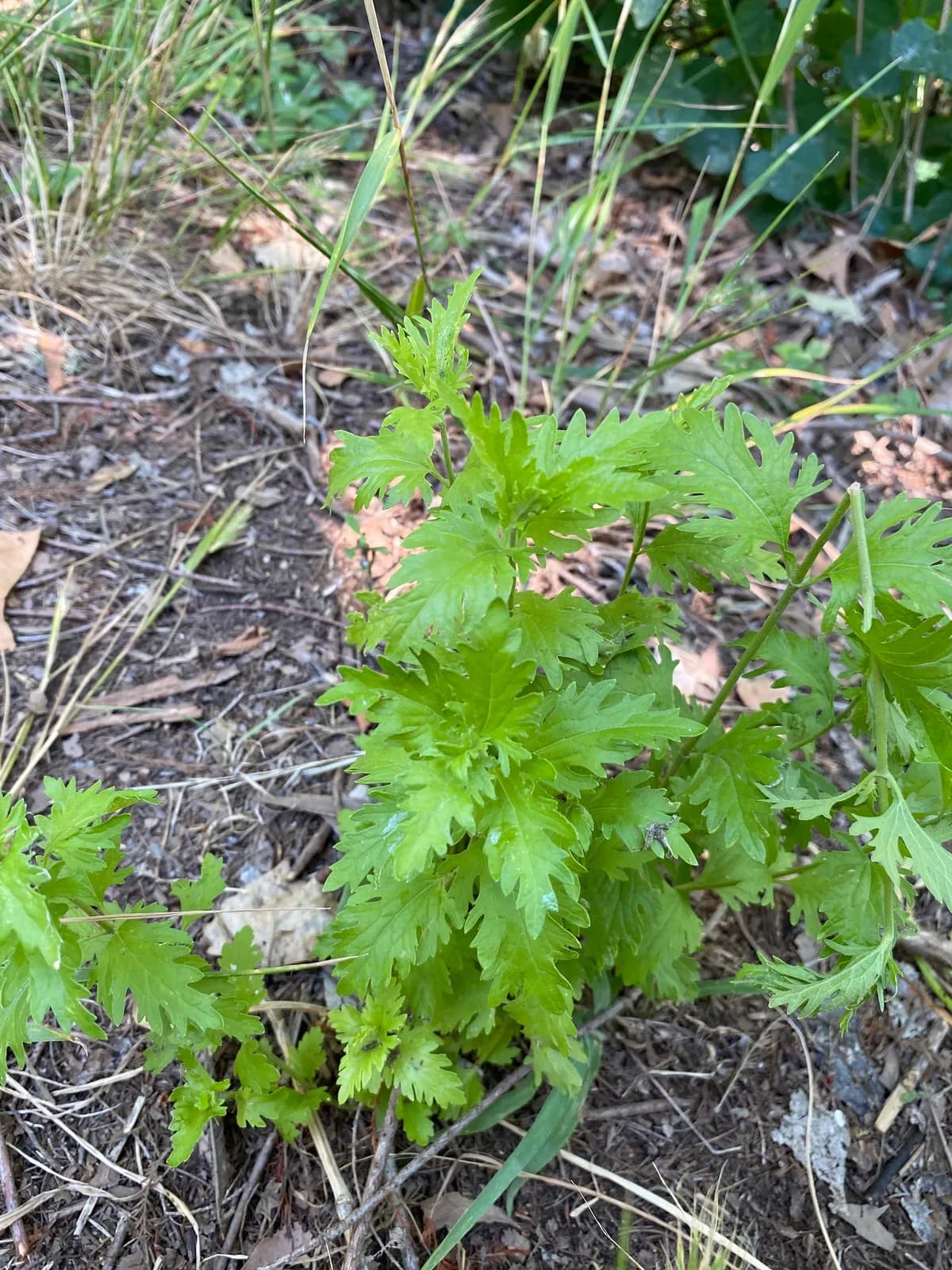 Gregg's Mistflower (Conoclinium dissectum)