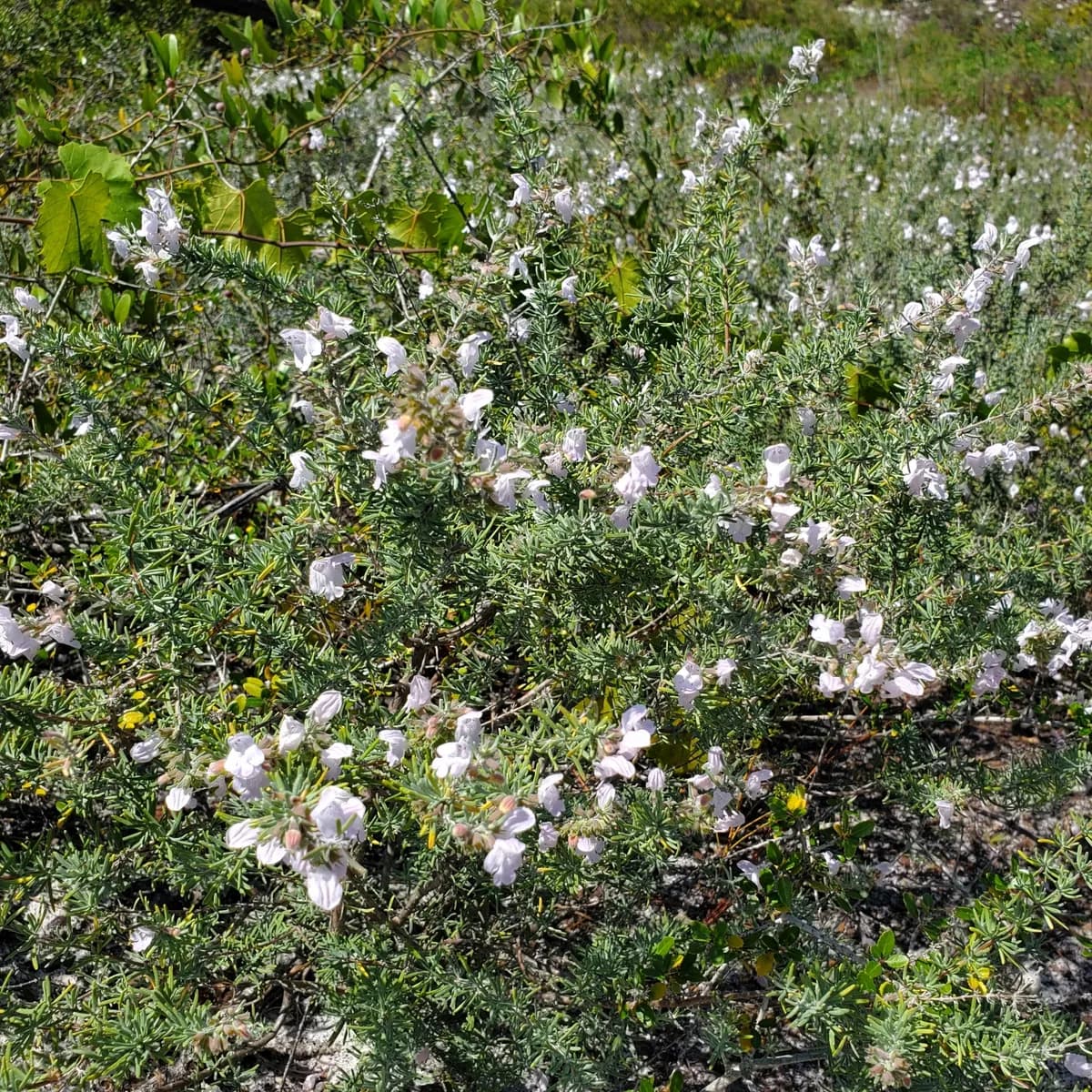 False rosemary (Conradina canescens)