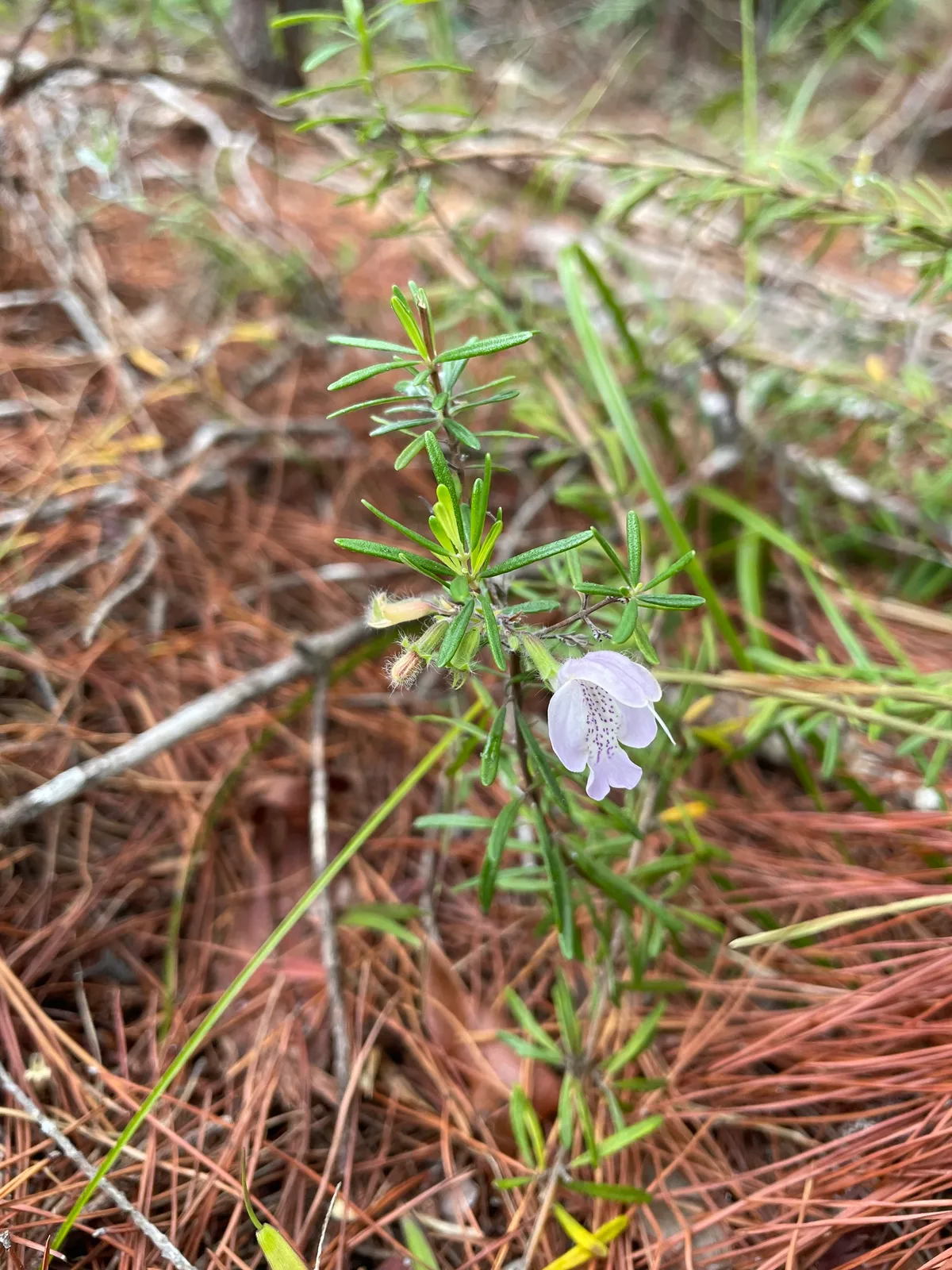 Largeflower false rosemary (Conradina grandiflora)