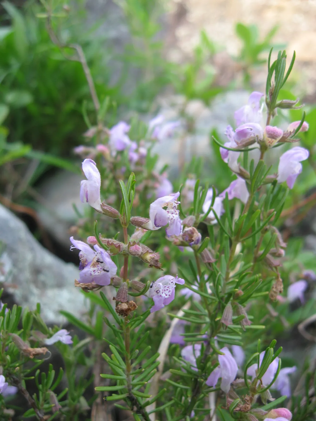Cumberland-rosemary (Conradina verticillata)