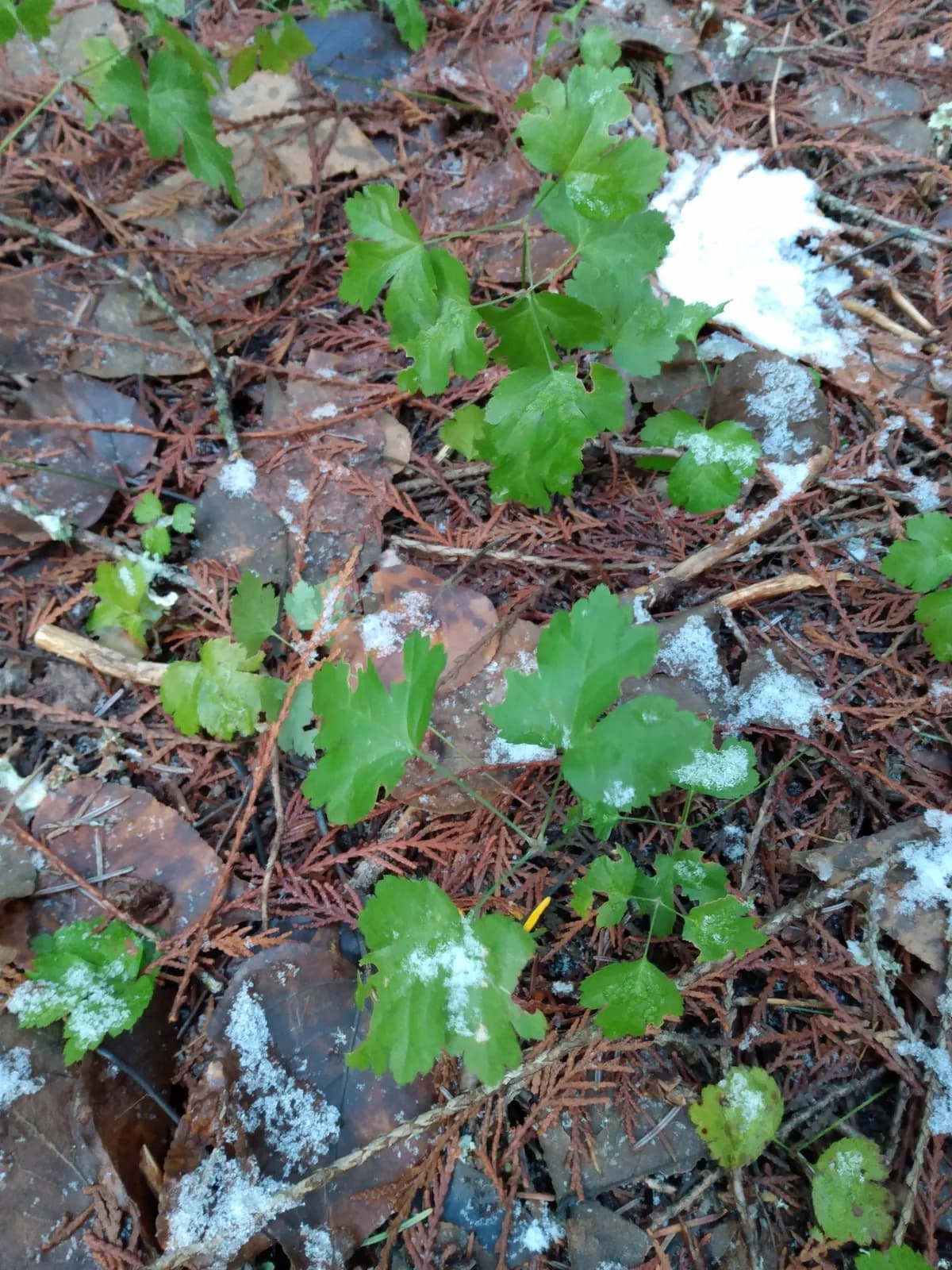 Western goldthread (Coptis occidentalis)