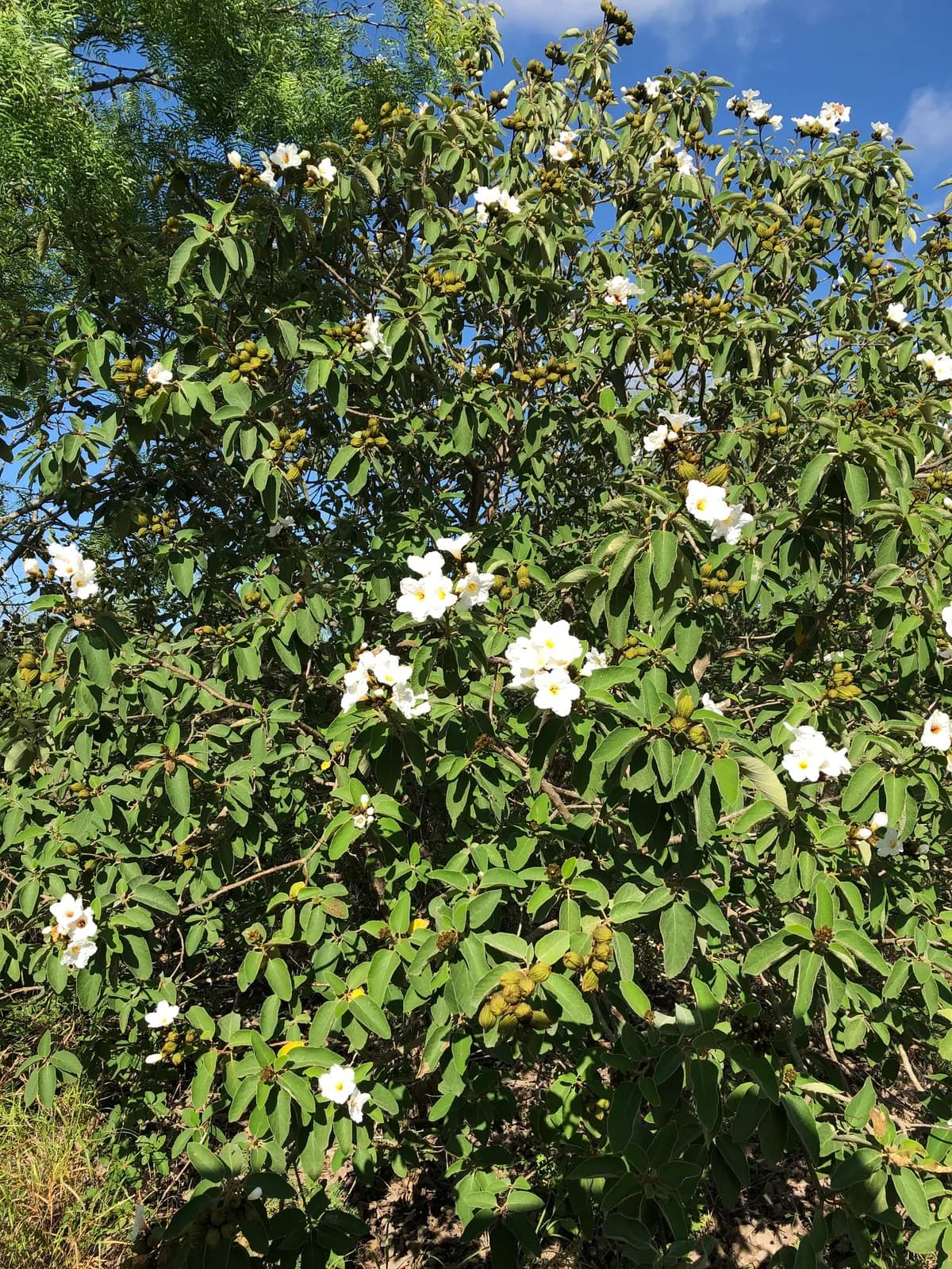 Anacahuita (Cordia boissieri)